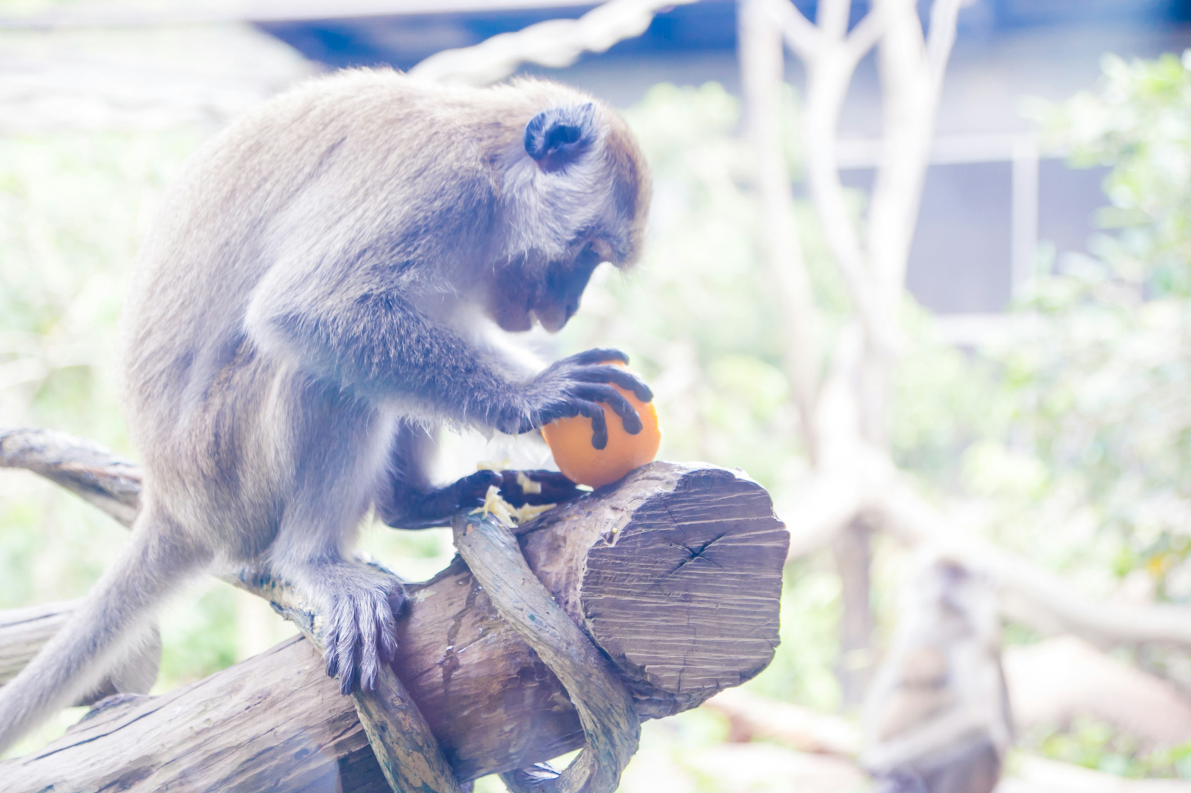 Affe sitzt auf einem Ast und hält eine Orange