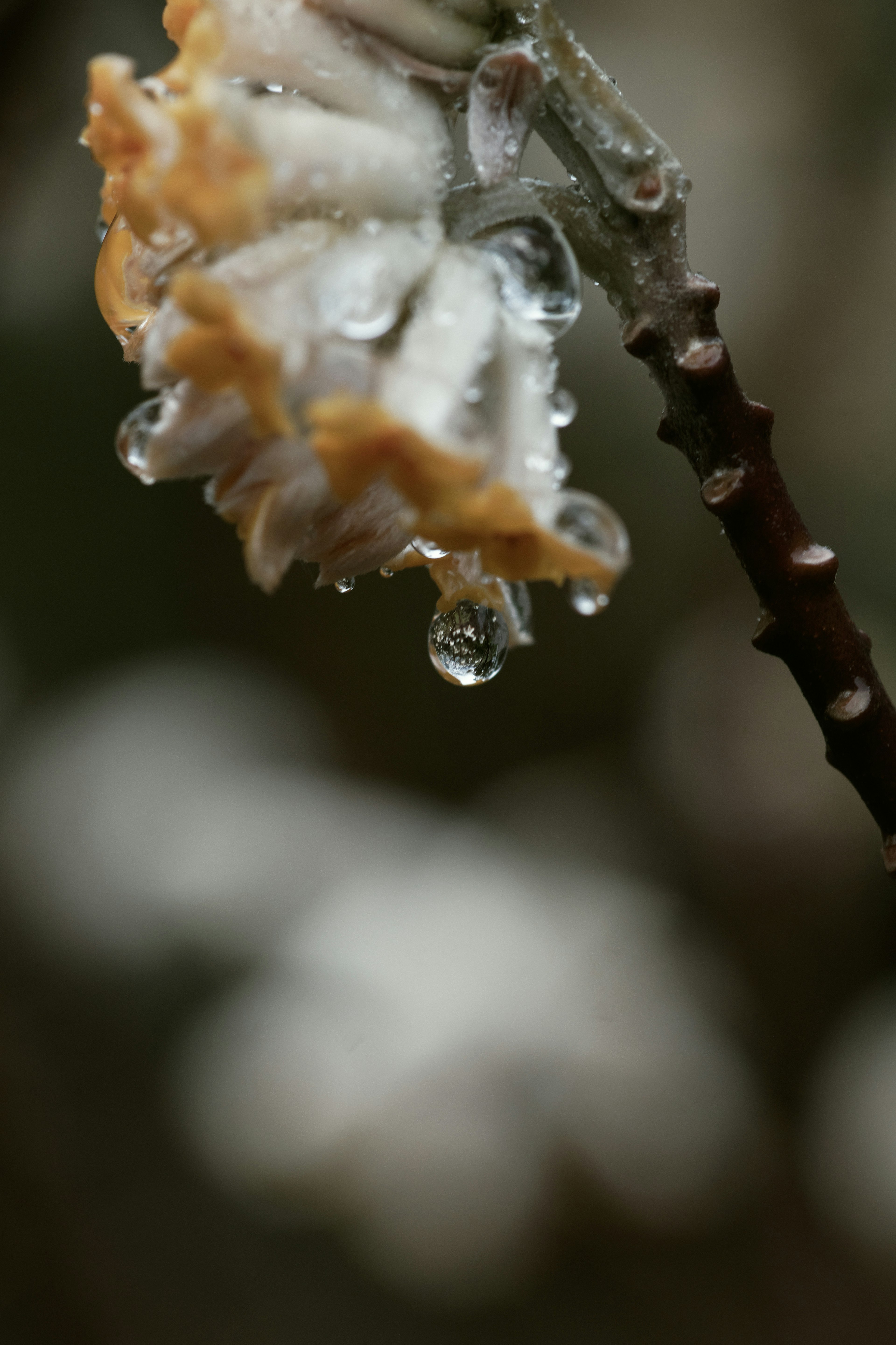 特写的白色花朵和水滴