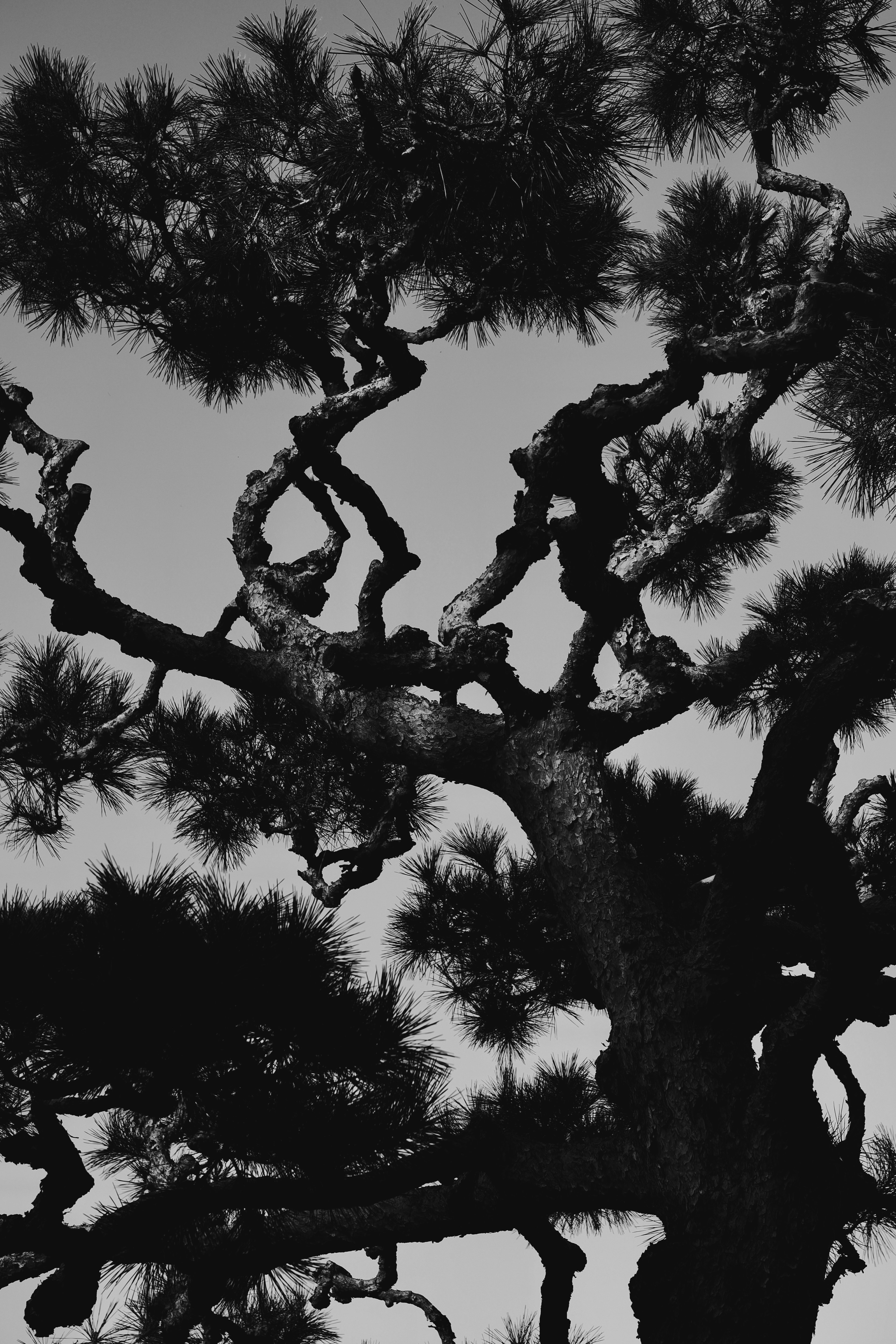 Unique shaped branches of a pine tree against a dark background