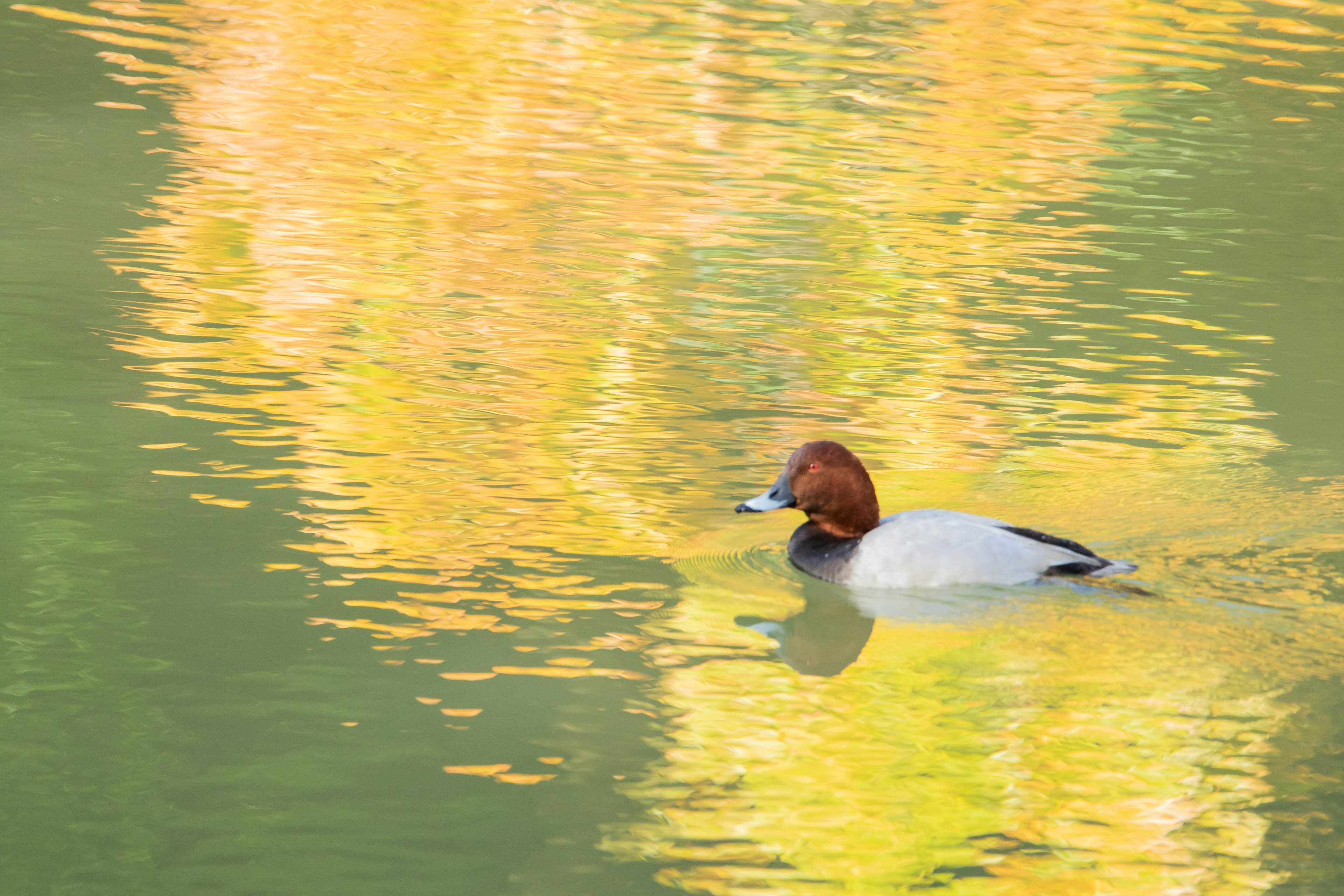 Canard mandarin mâle nageant sur l'eau avec des couleurs d'automne réfléchies en arrière-plan