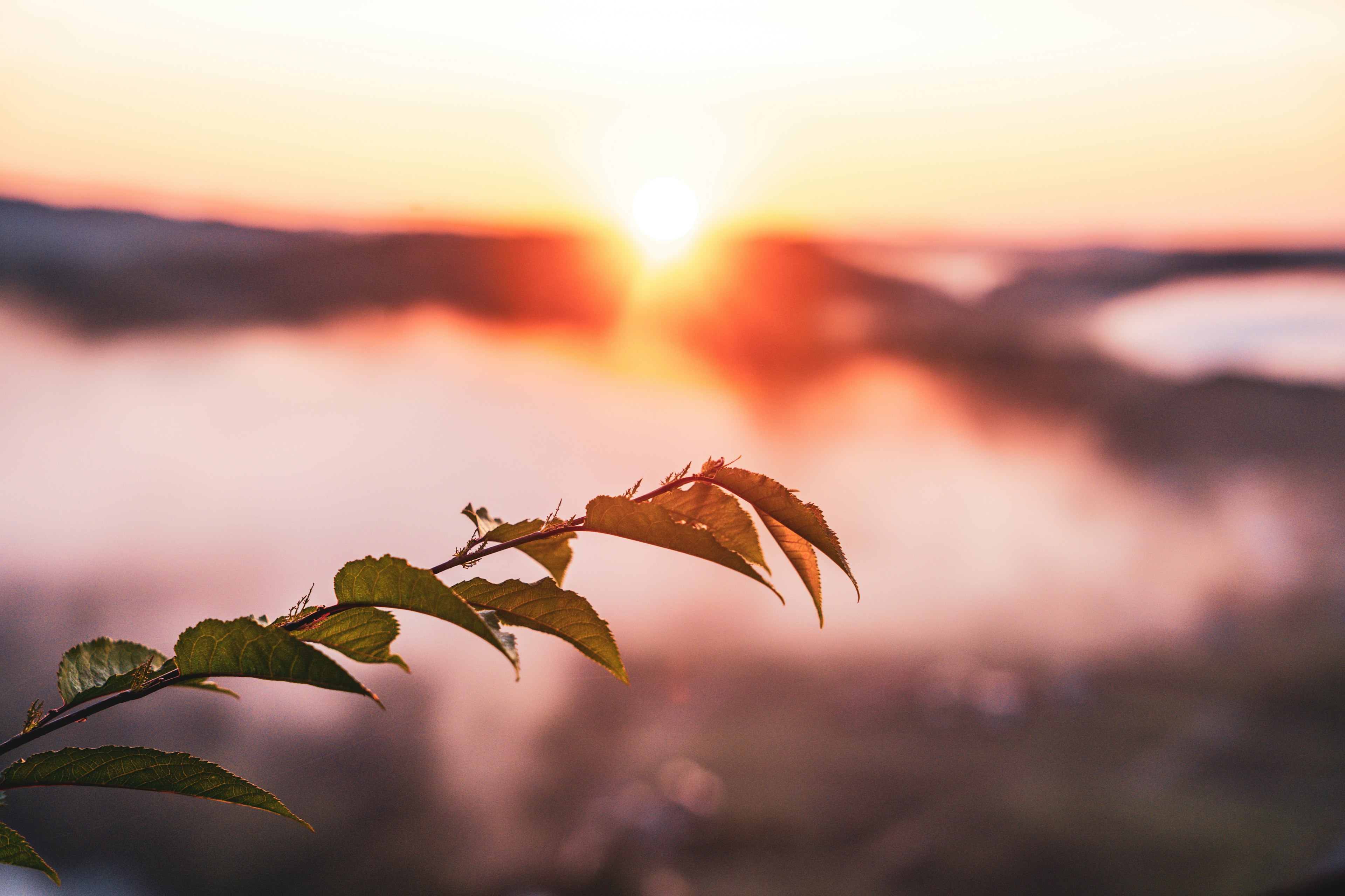 Amanecer sobre un paisaje brumoso con hojas verdes en primer plano