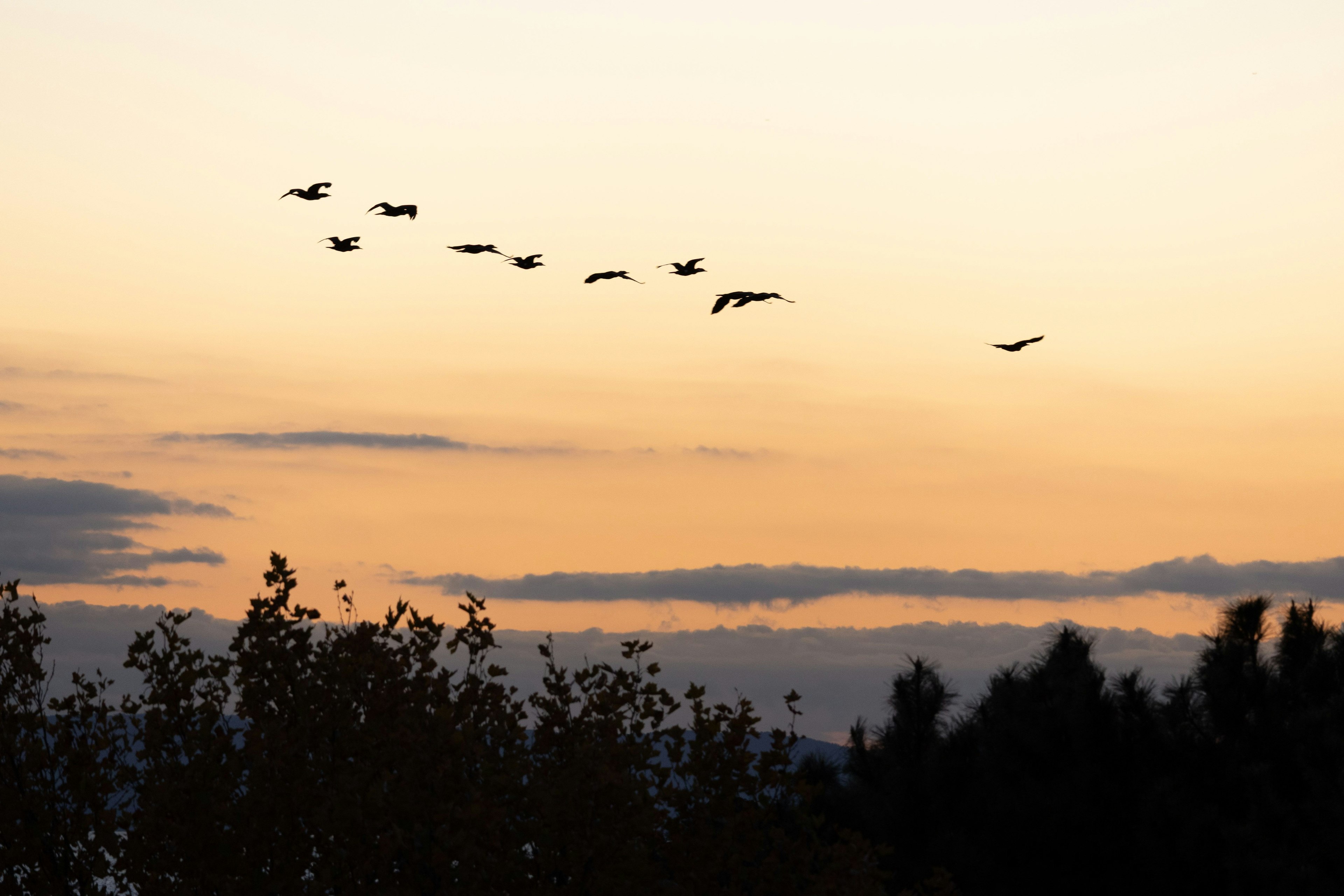 夕焼けの空を背景に飛ぶ鳥の群れ