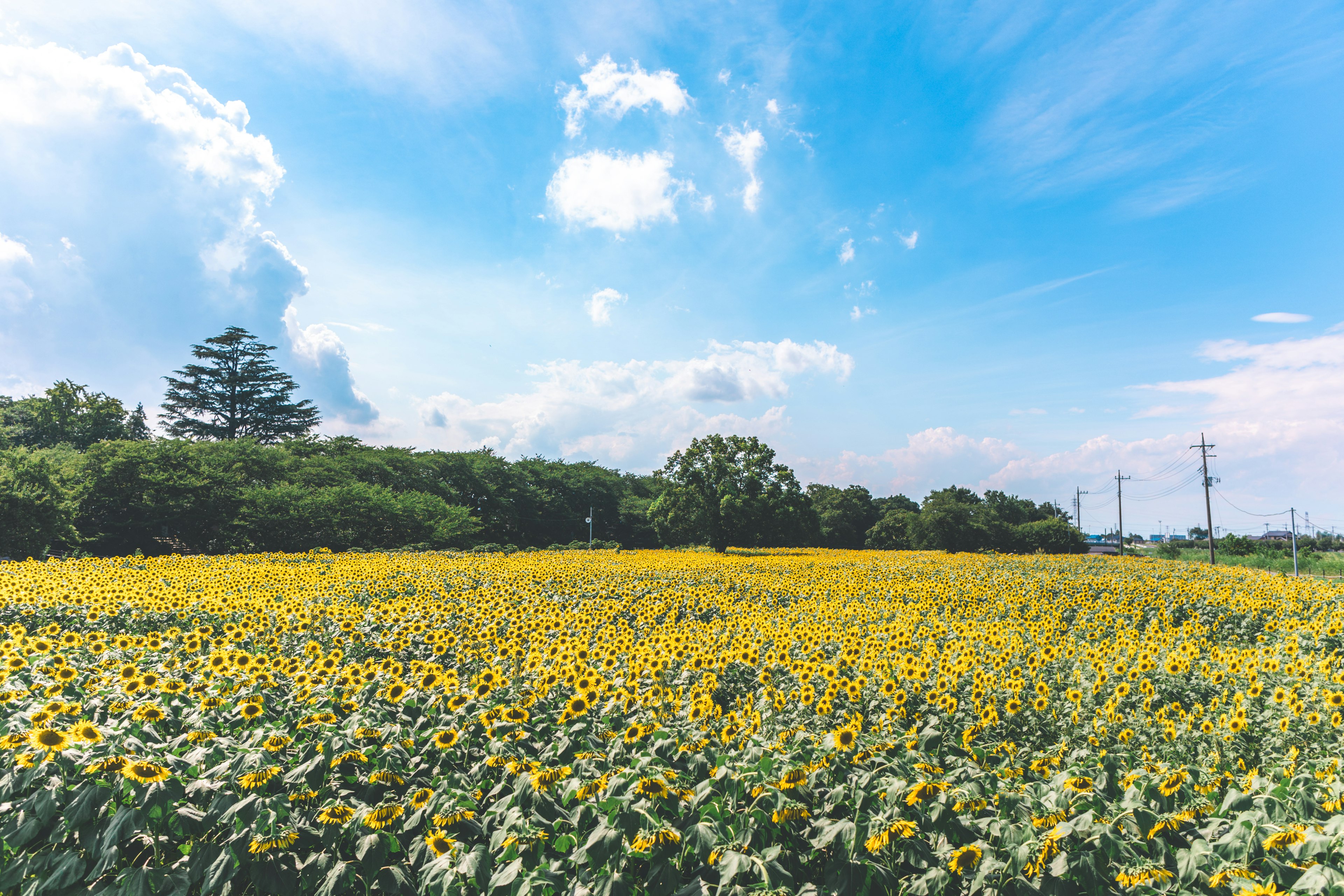 Un paysage de champ de tournesols fleurissant sous un ciel bleu avec des nuages blancs