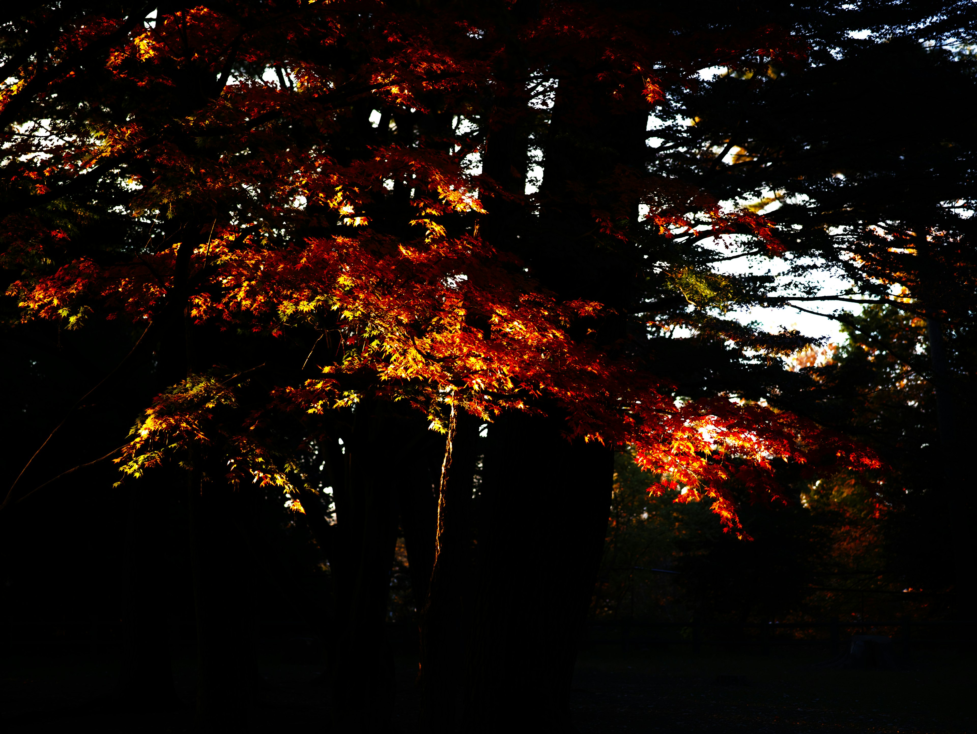 Silhouette von Bäumen mit leuchtenden Herbstblättern