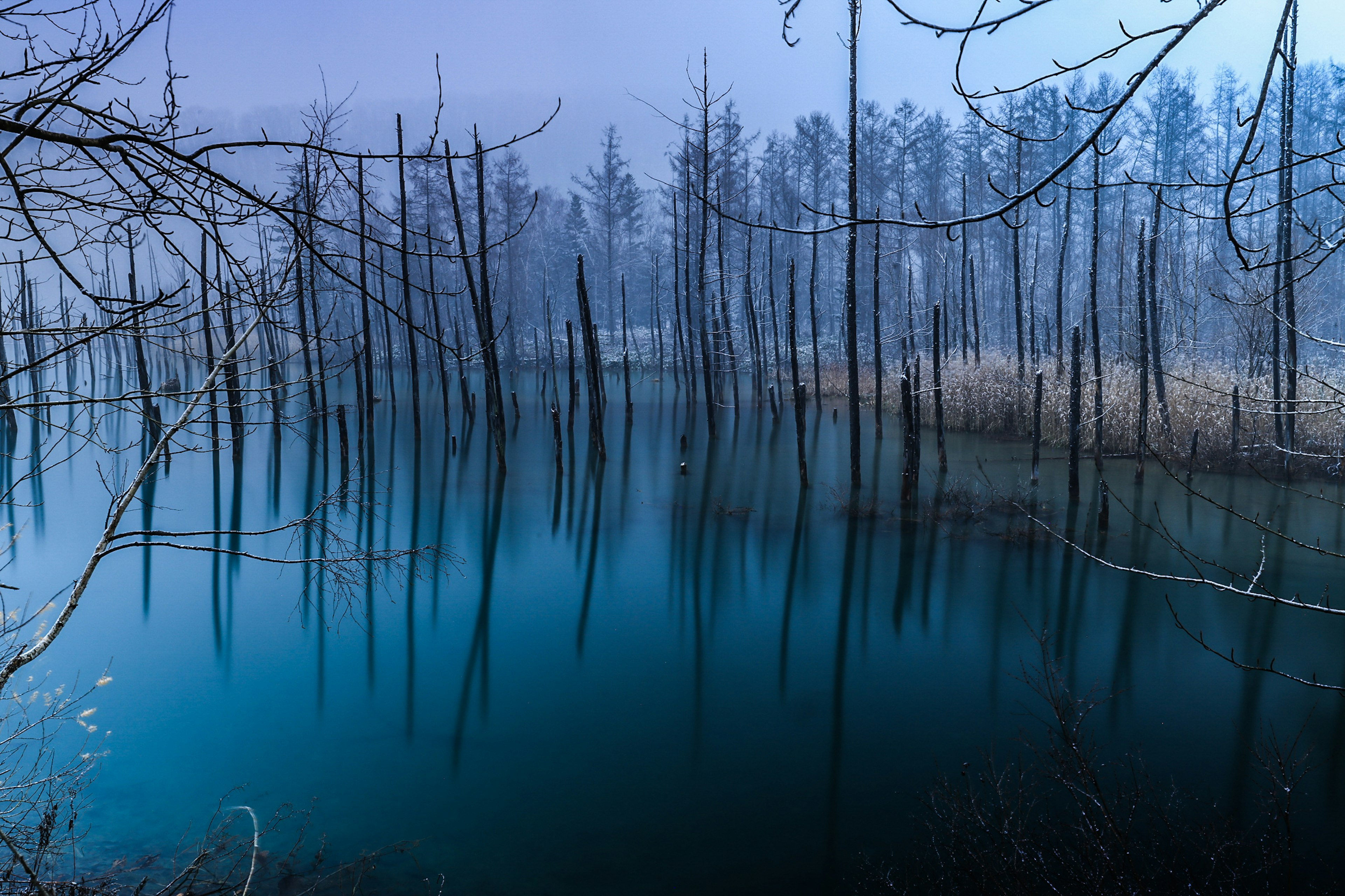 Silhouettes of dead trees reflected in blue water with a misty atmosphere