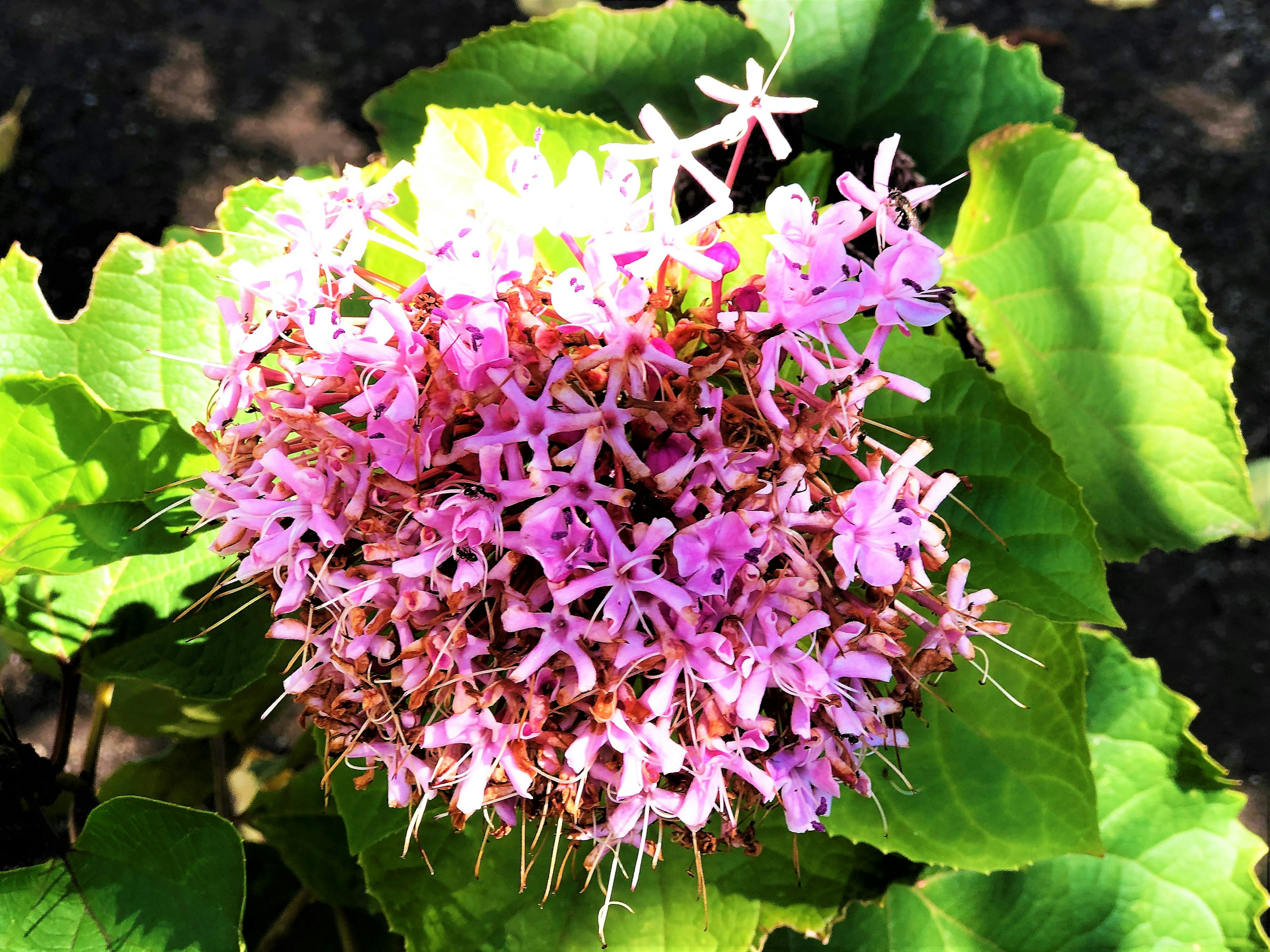 Primo piano di una pianta con gruppi di fiori rosa vivaci