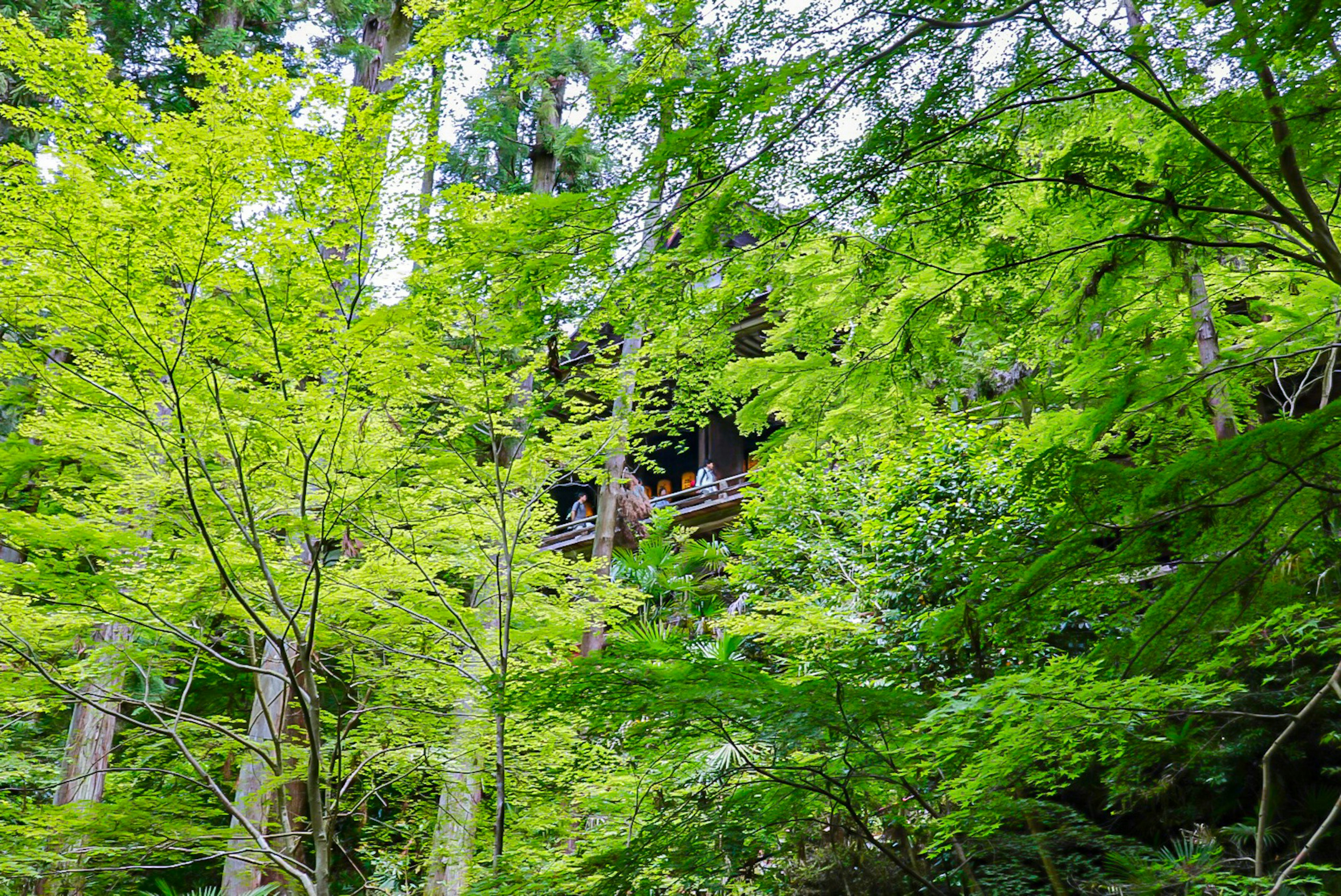 Une maison cachée parmi des arbres verts luxuriants dans une forêt