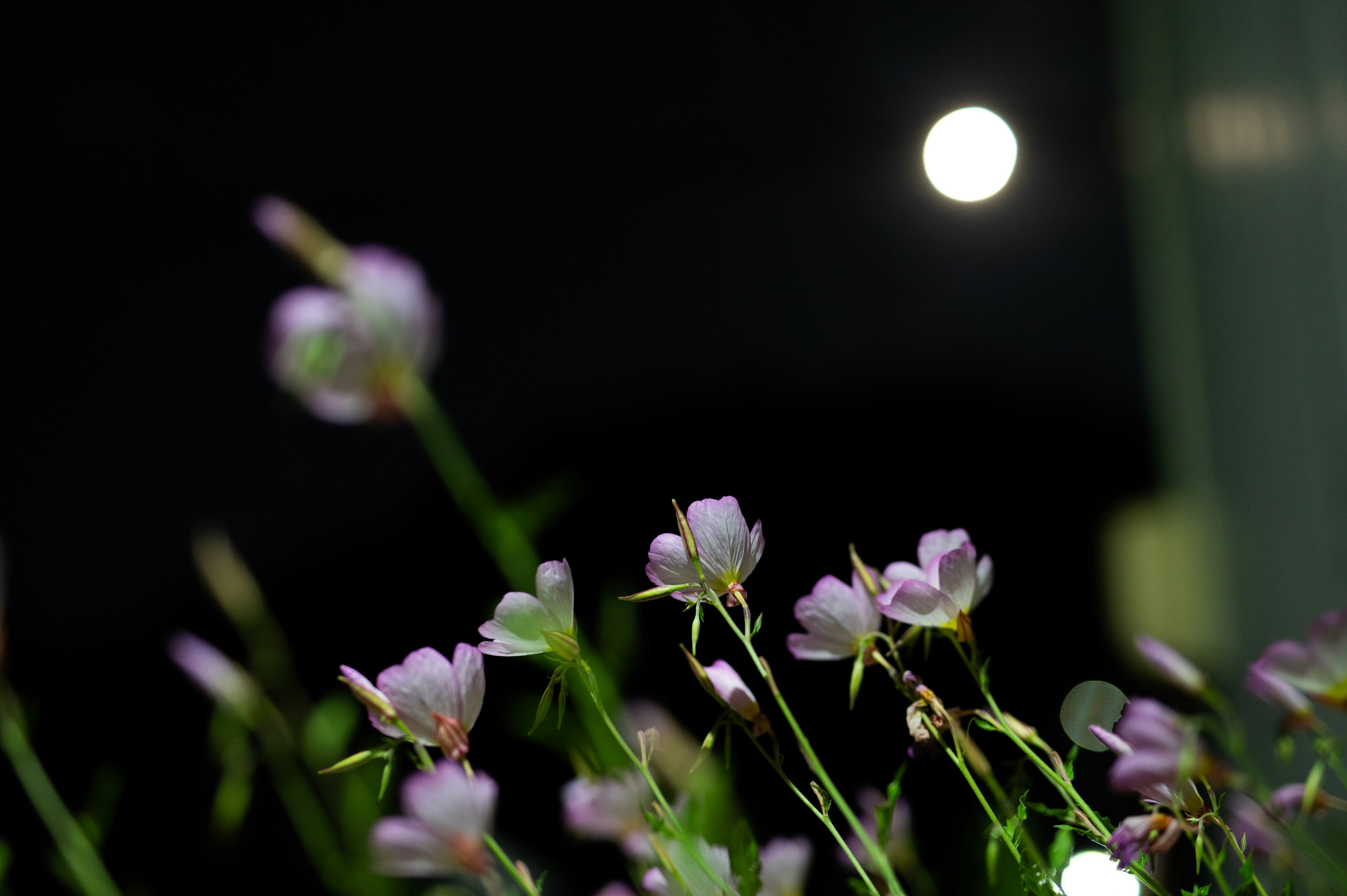 Noche iluminada por la luna con flores moradas pálidas en primer plano