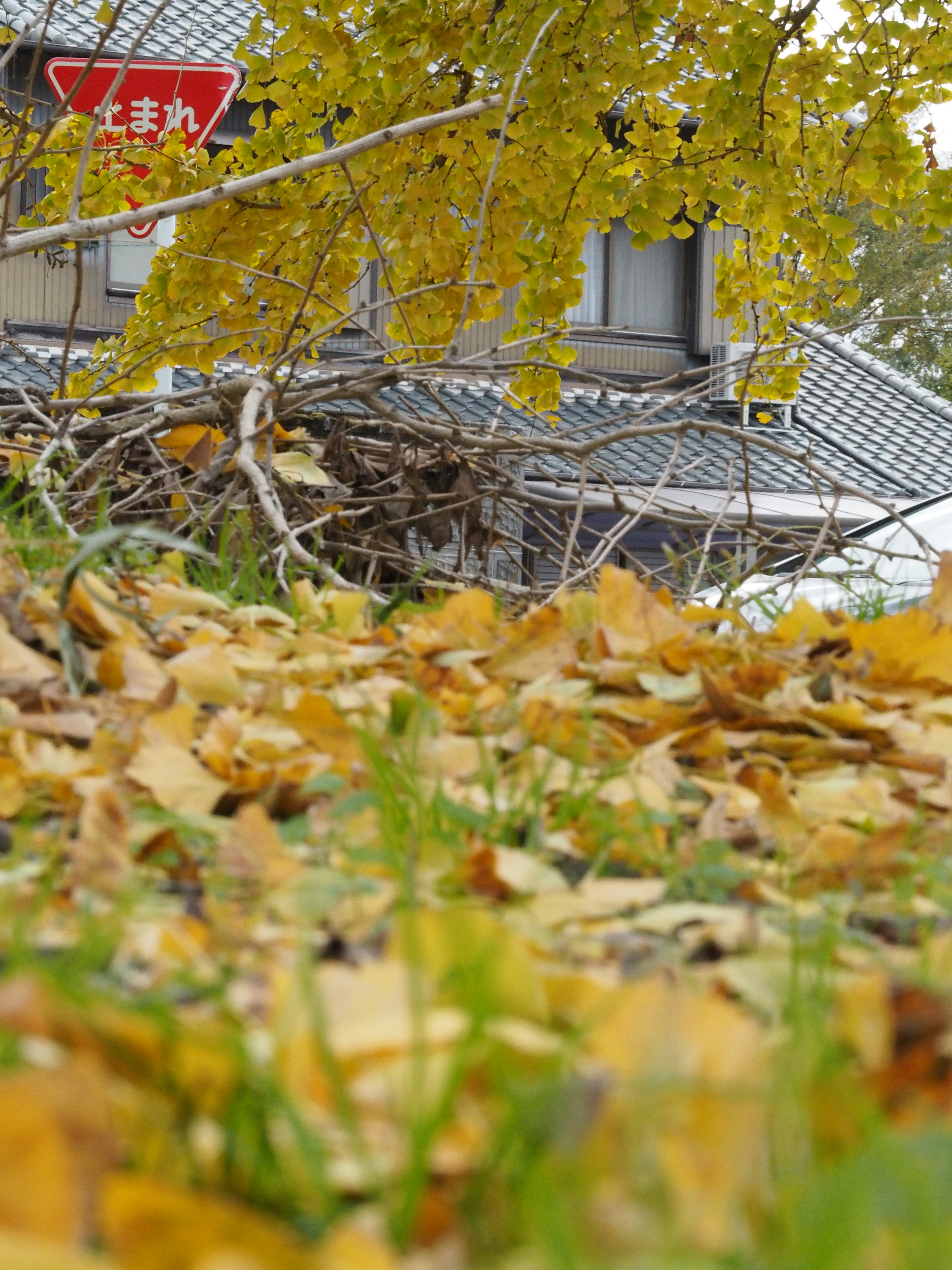 Terreno coperto di foglie gialle e un vecchio edificio sullo sfondo