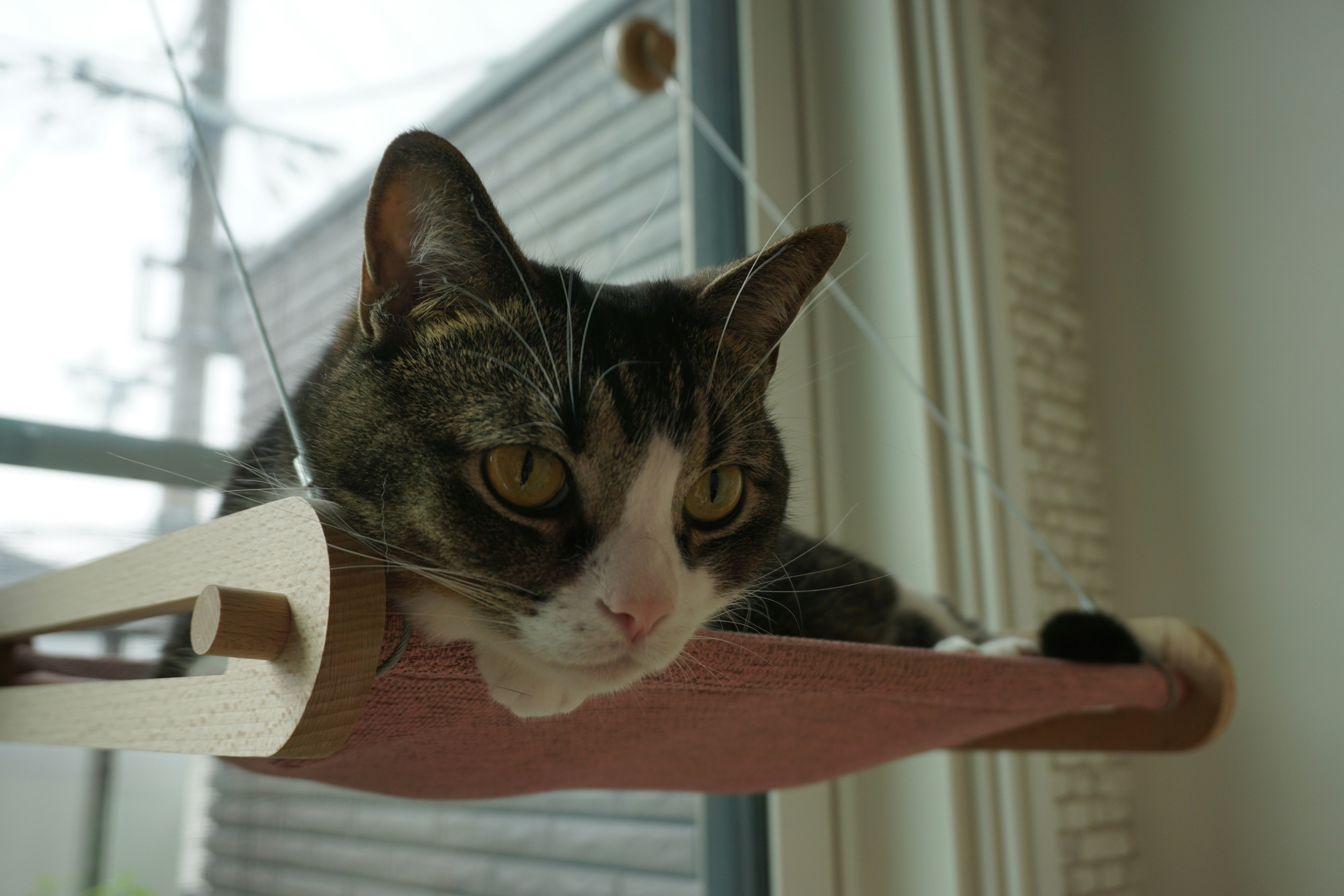 Katze, die in einer Hängematte am Fenster liegt