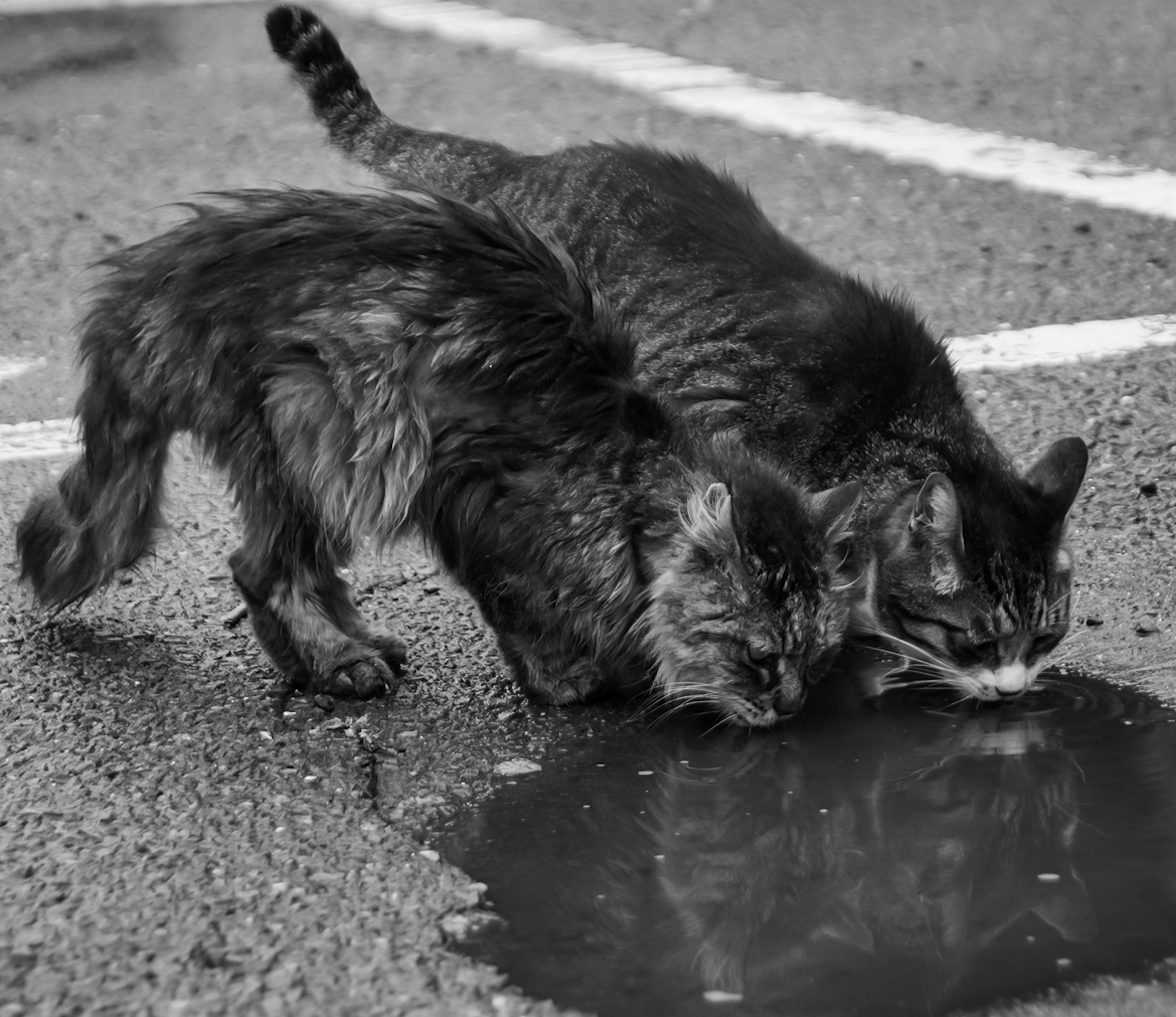 Two cats drinking from a puddle in a black and white image