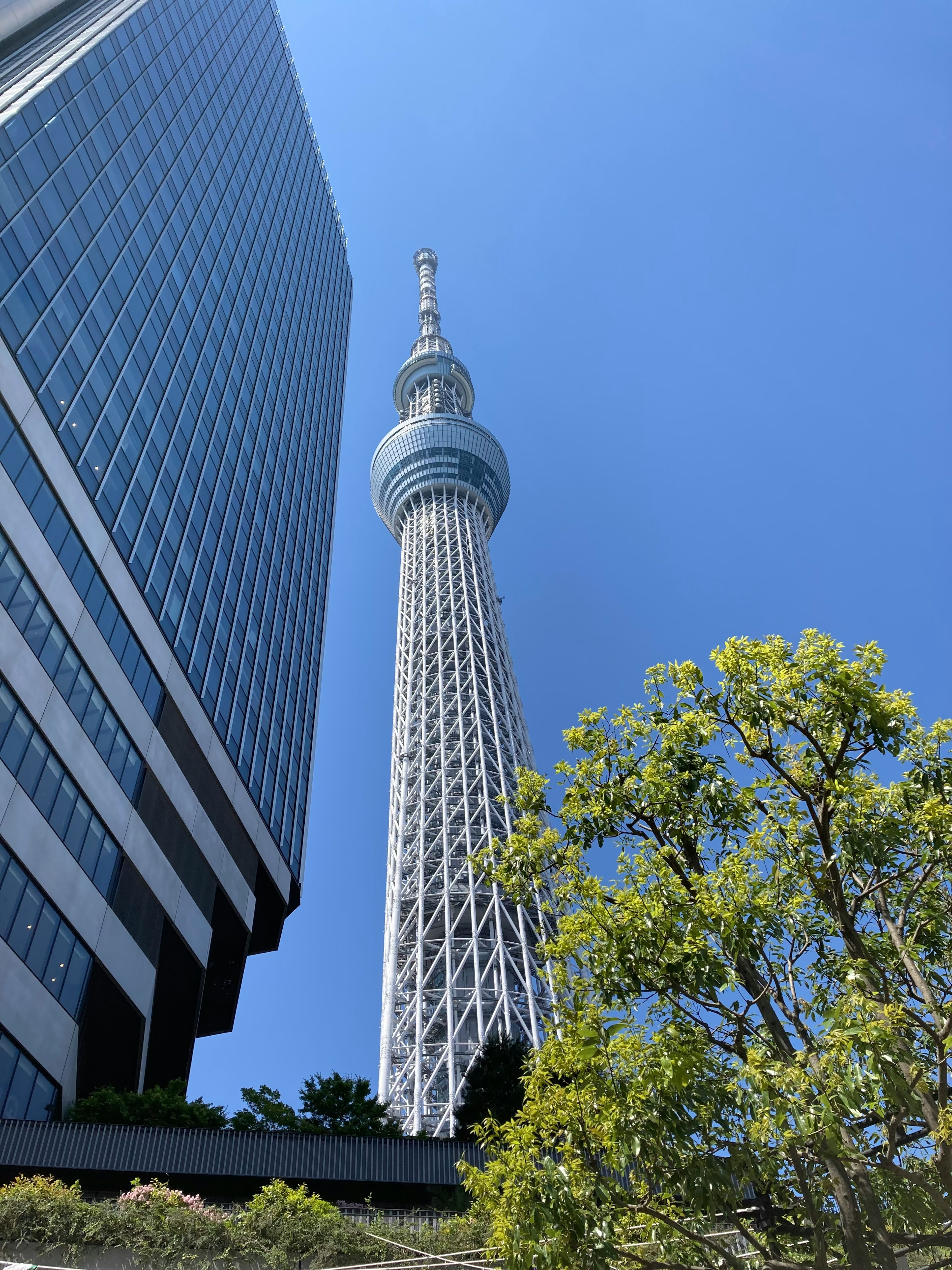 東京スカイツリーと近代的なビルの景観緑豊かな木々が見える