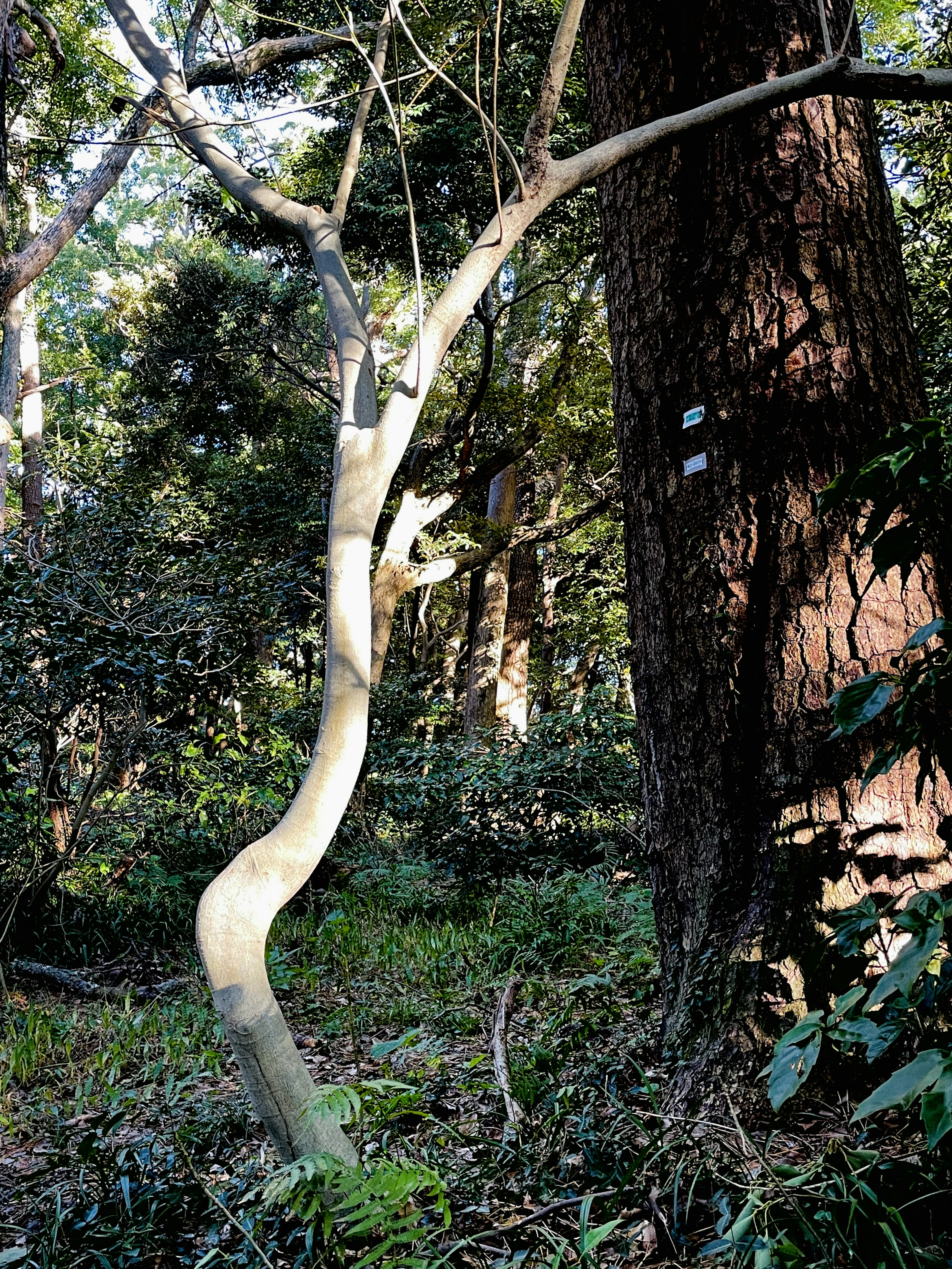 A curved tree trunk stands alongside a larger tree in a forest setting