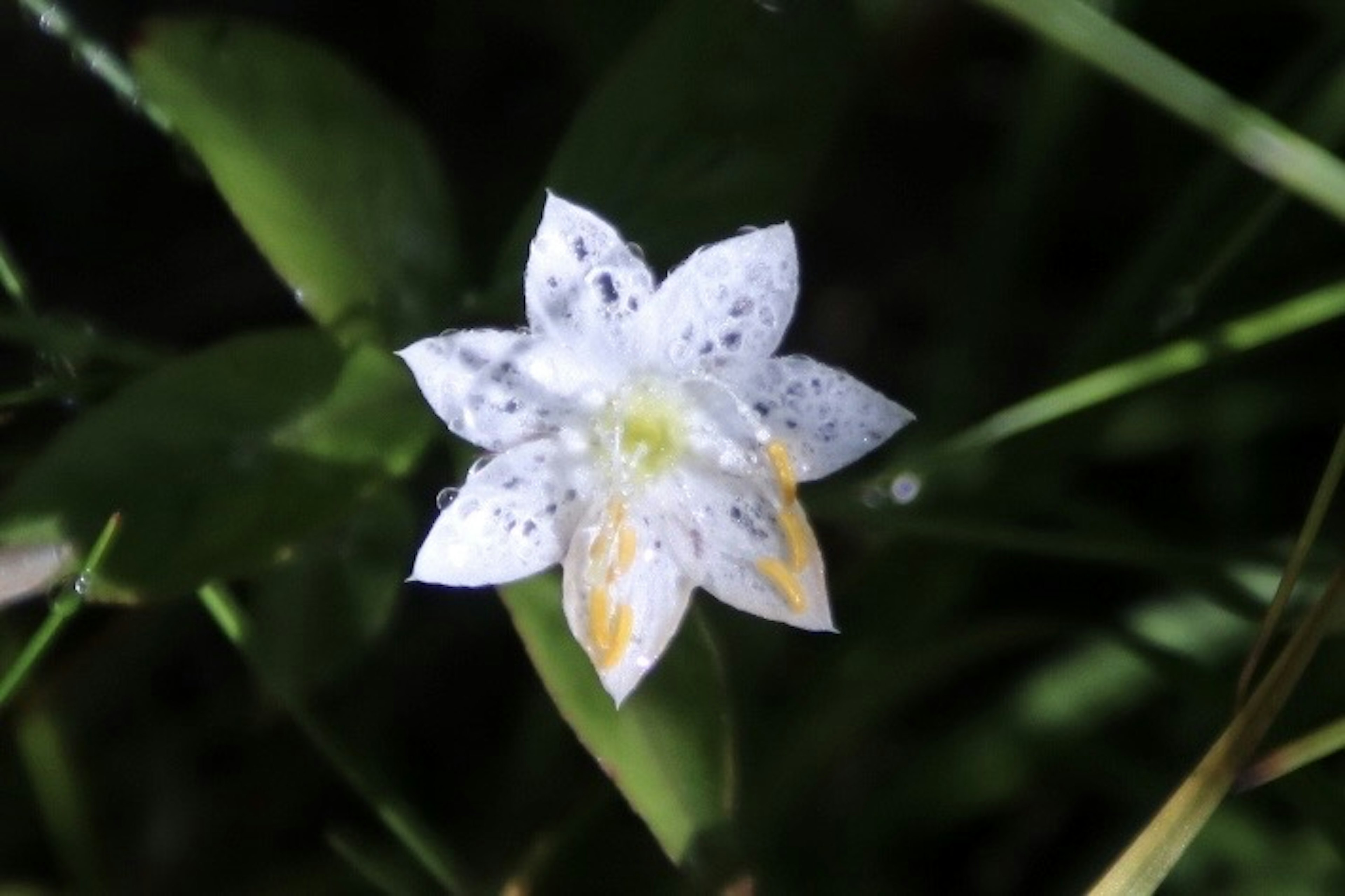 Close-up bunga putih dikelilingi daun hijau