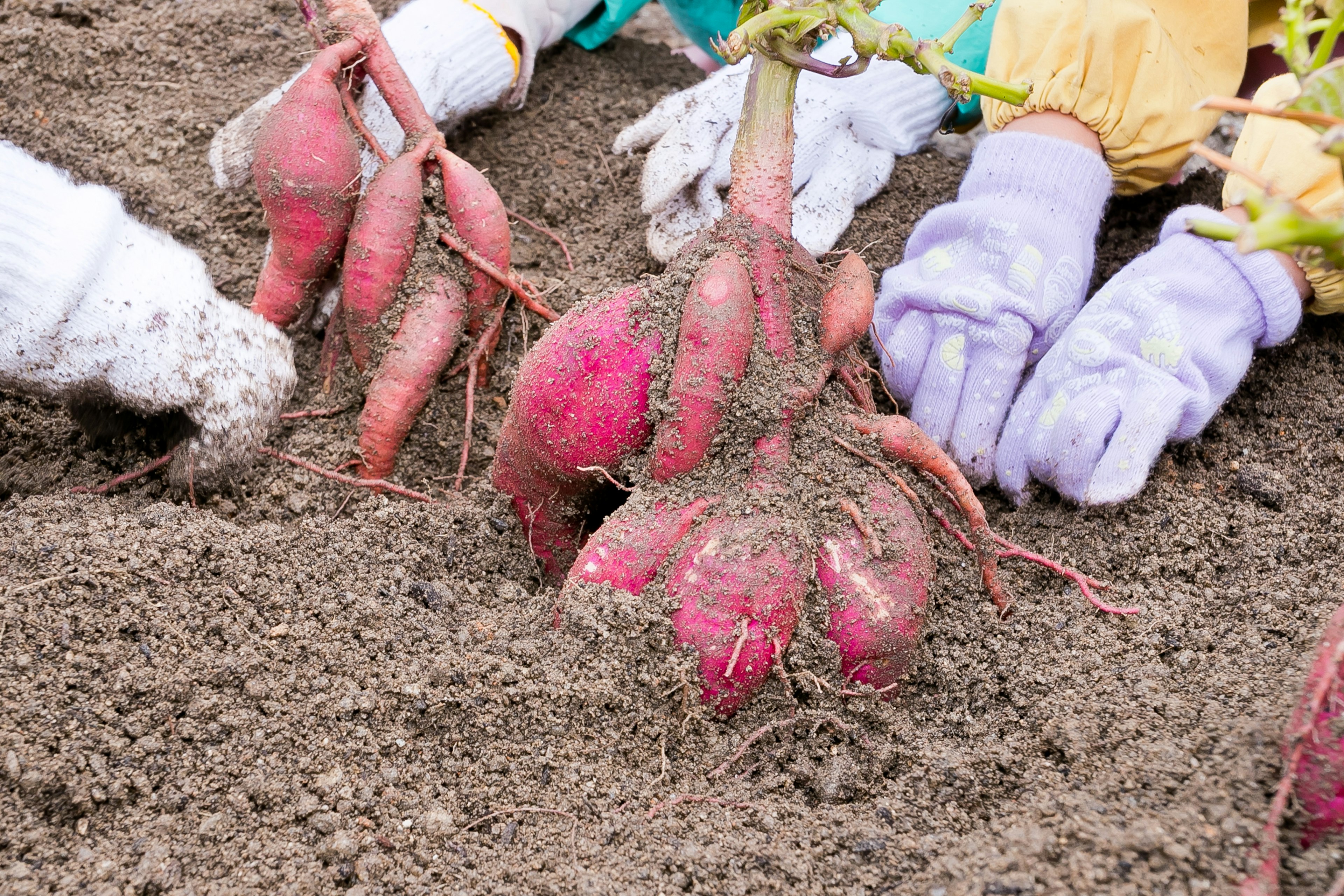 Hands in gloves harvesting sweet potatoes from the soil