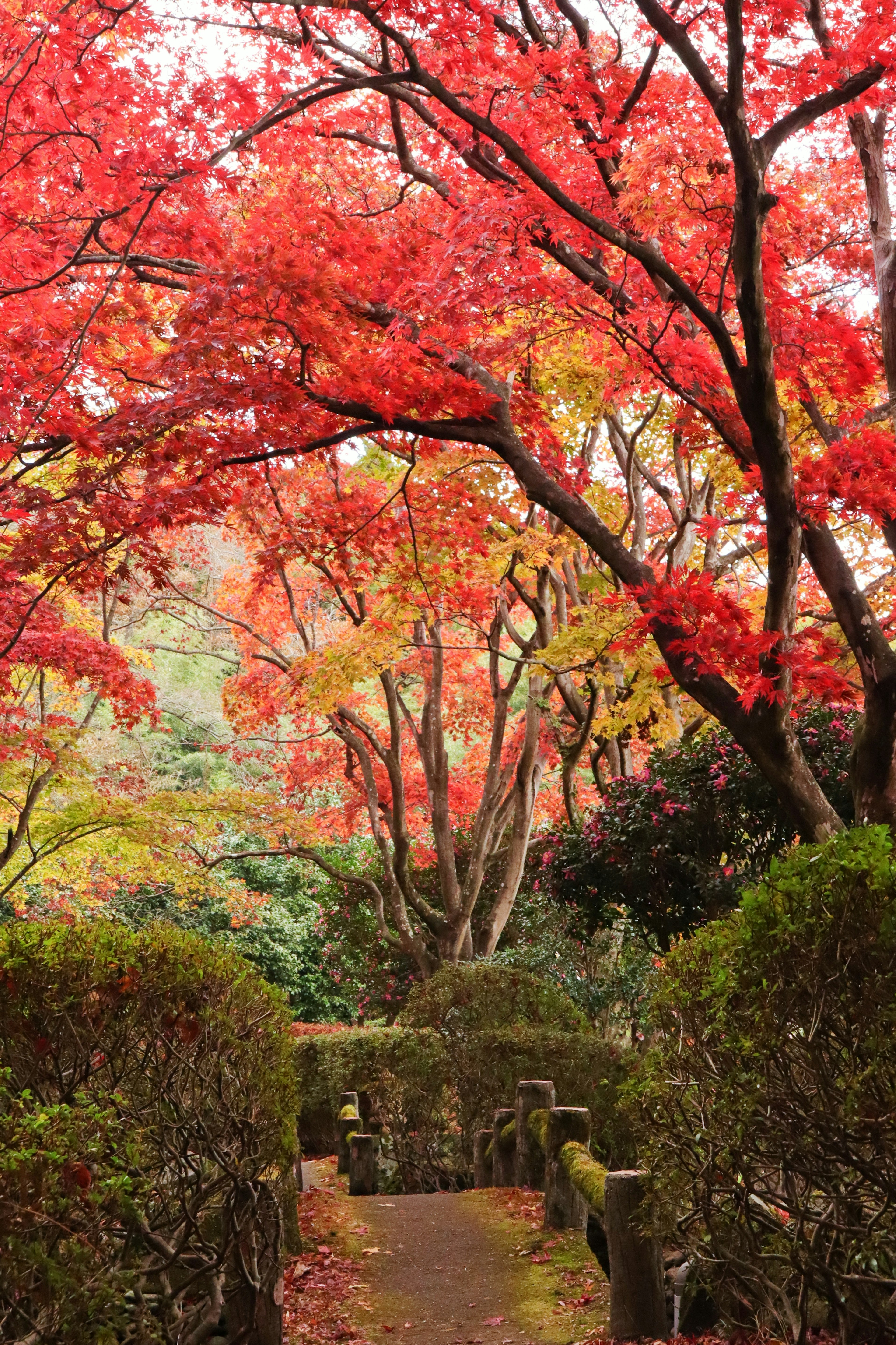 Beautiful pathway surrounded by vibrant autumn foliage