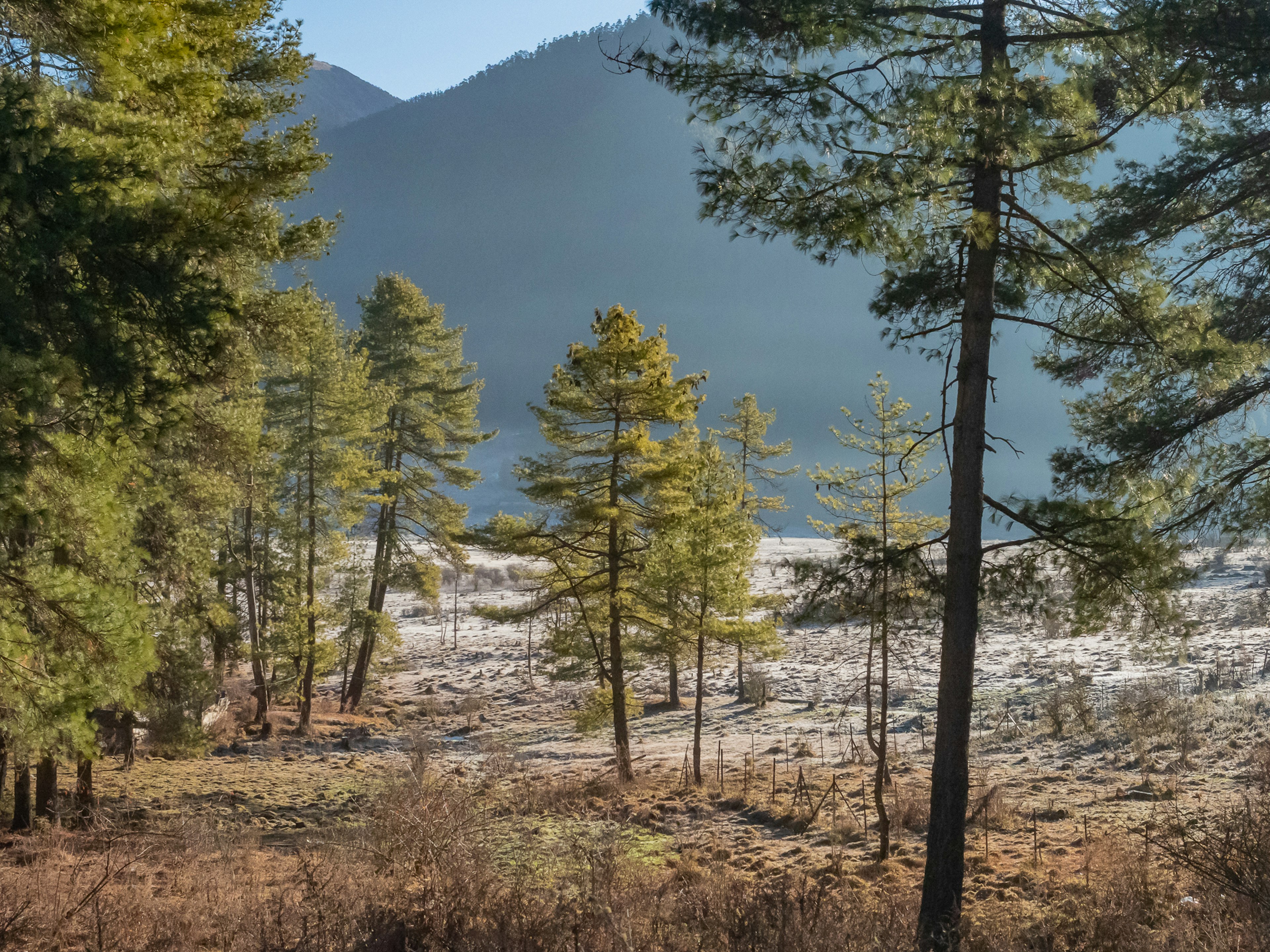 自然風景，綠樹和山脈