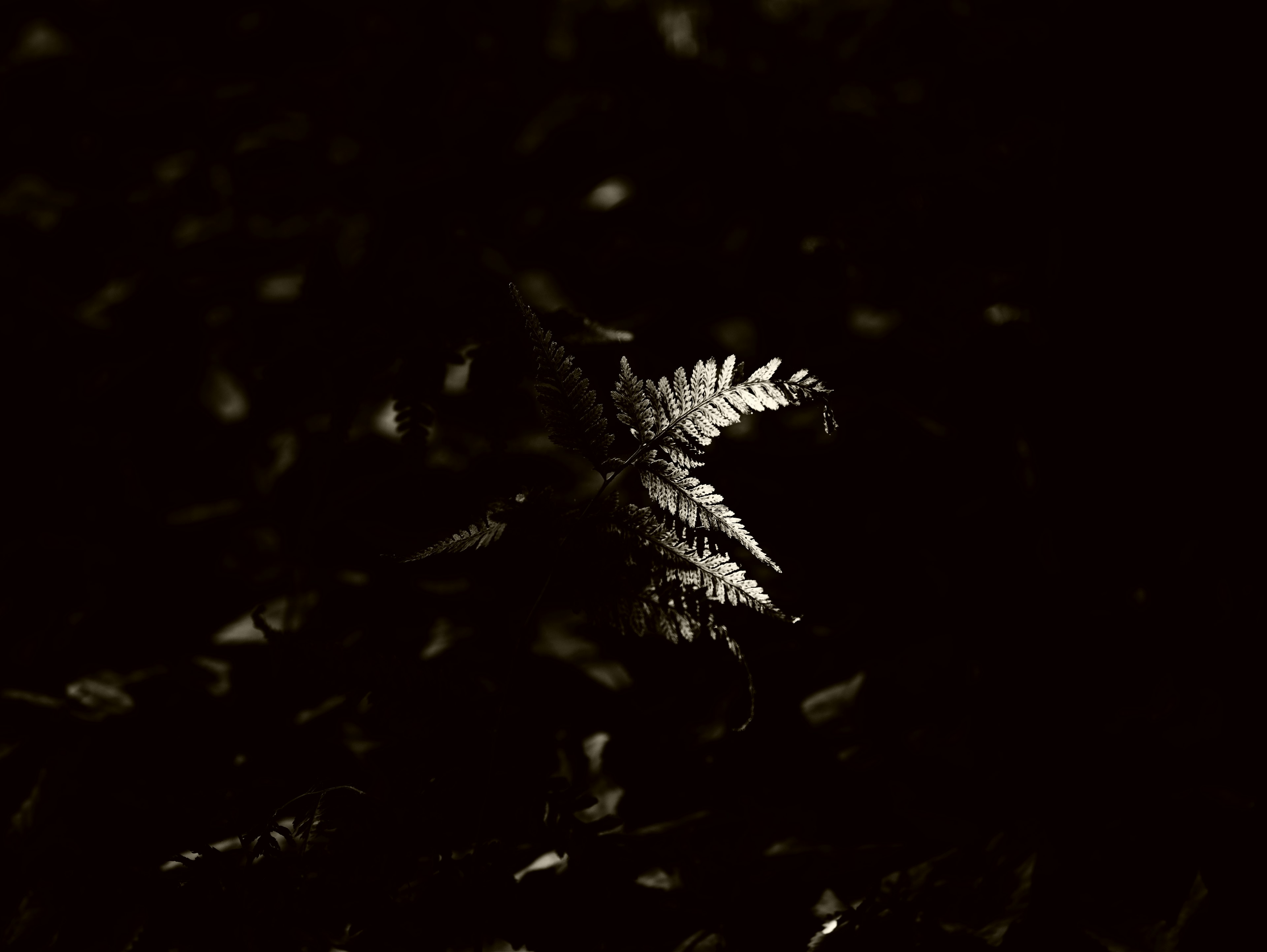 Una hoja de helecho iluminada contra un fondo oscuro