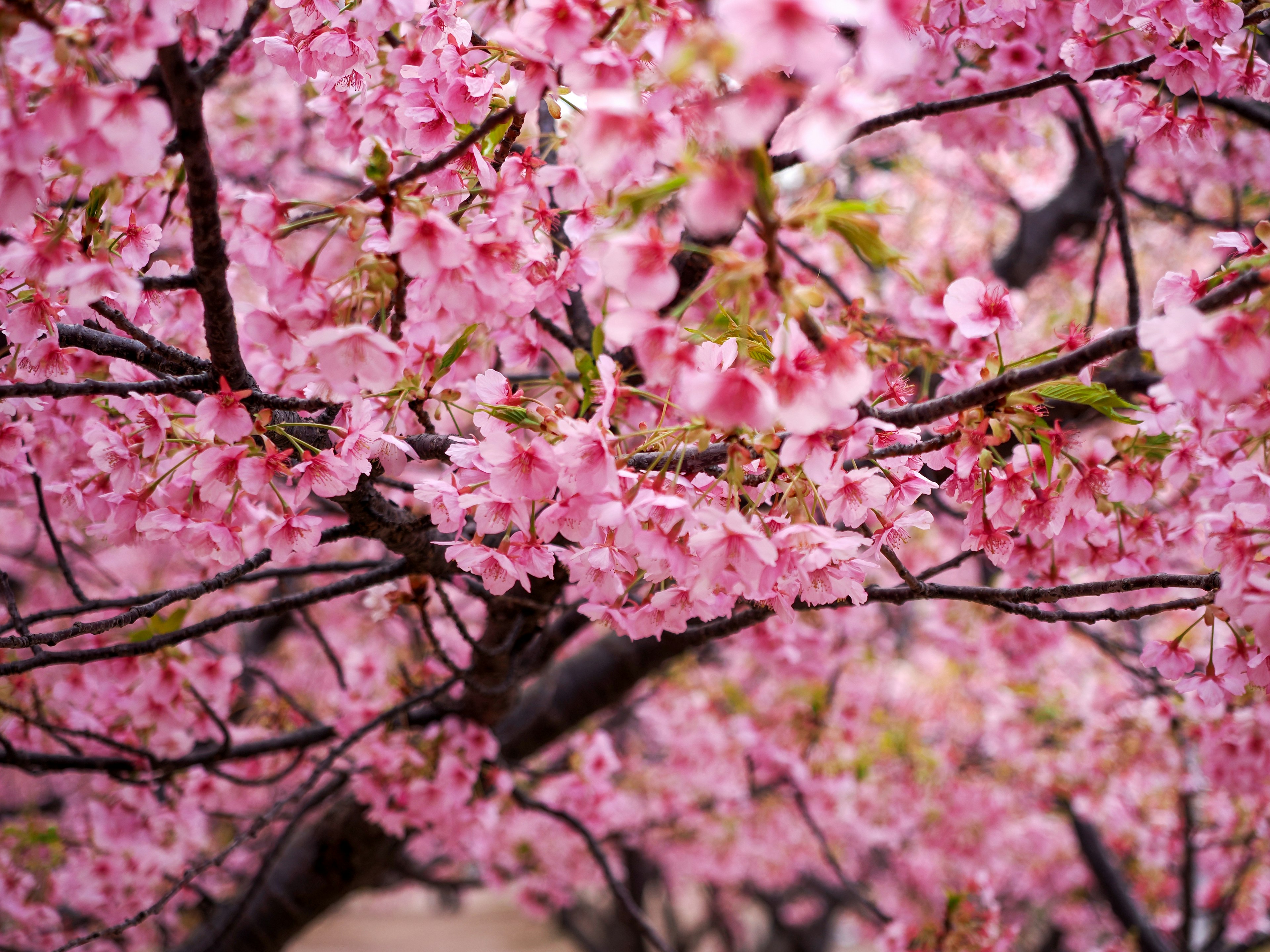 Fleurs de cerisier en fleurs sur des branches d'arbres