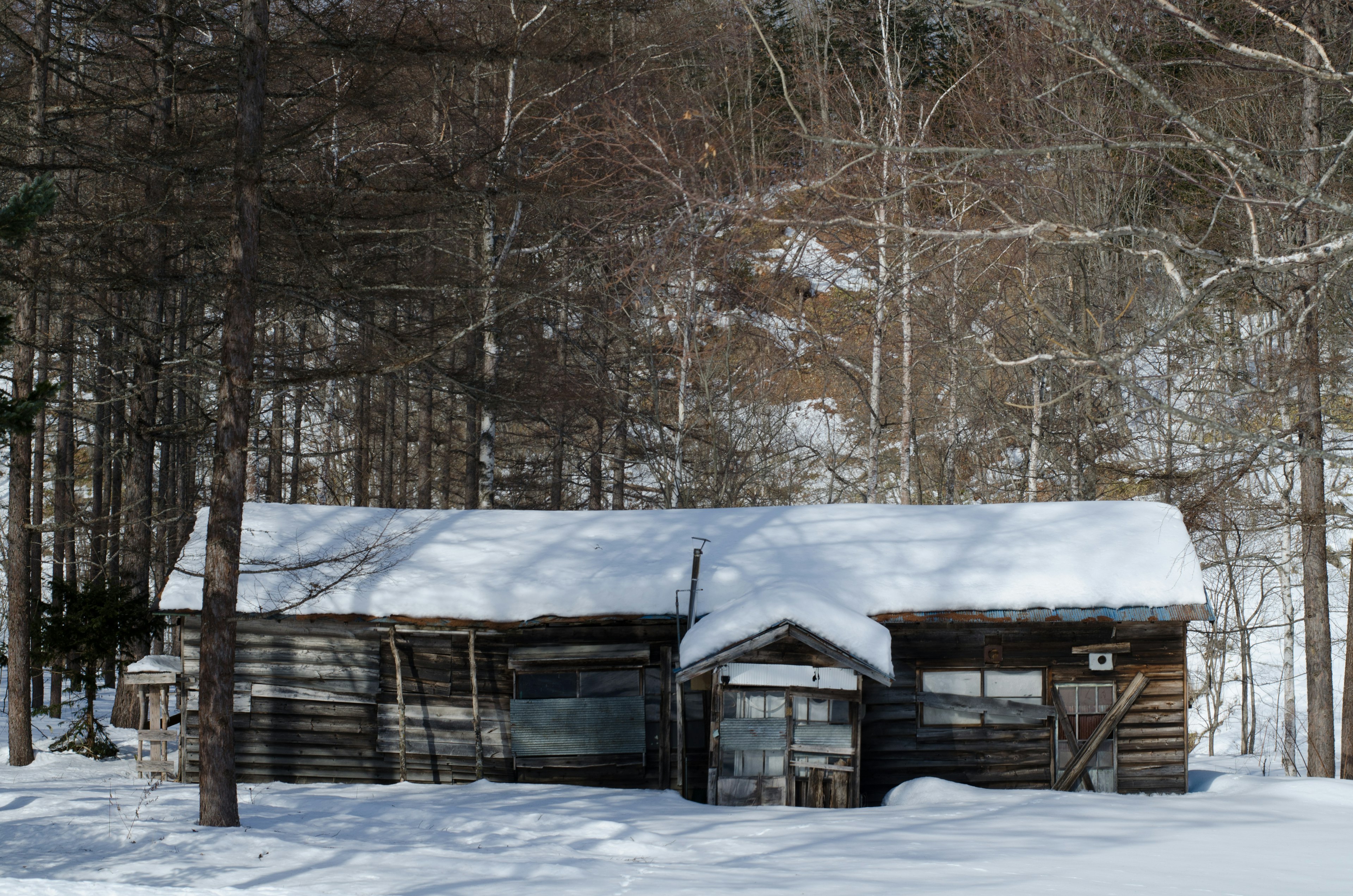 Snow-covered old cabin surrounded by trees