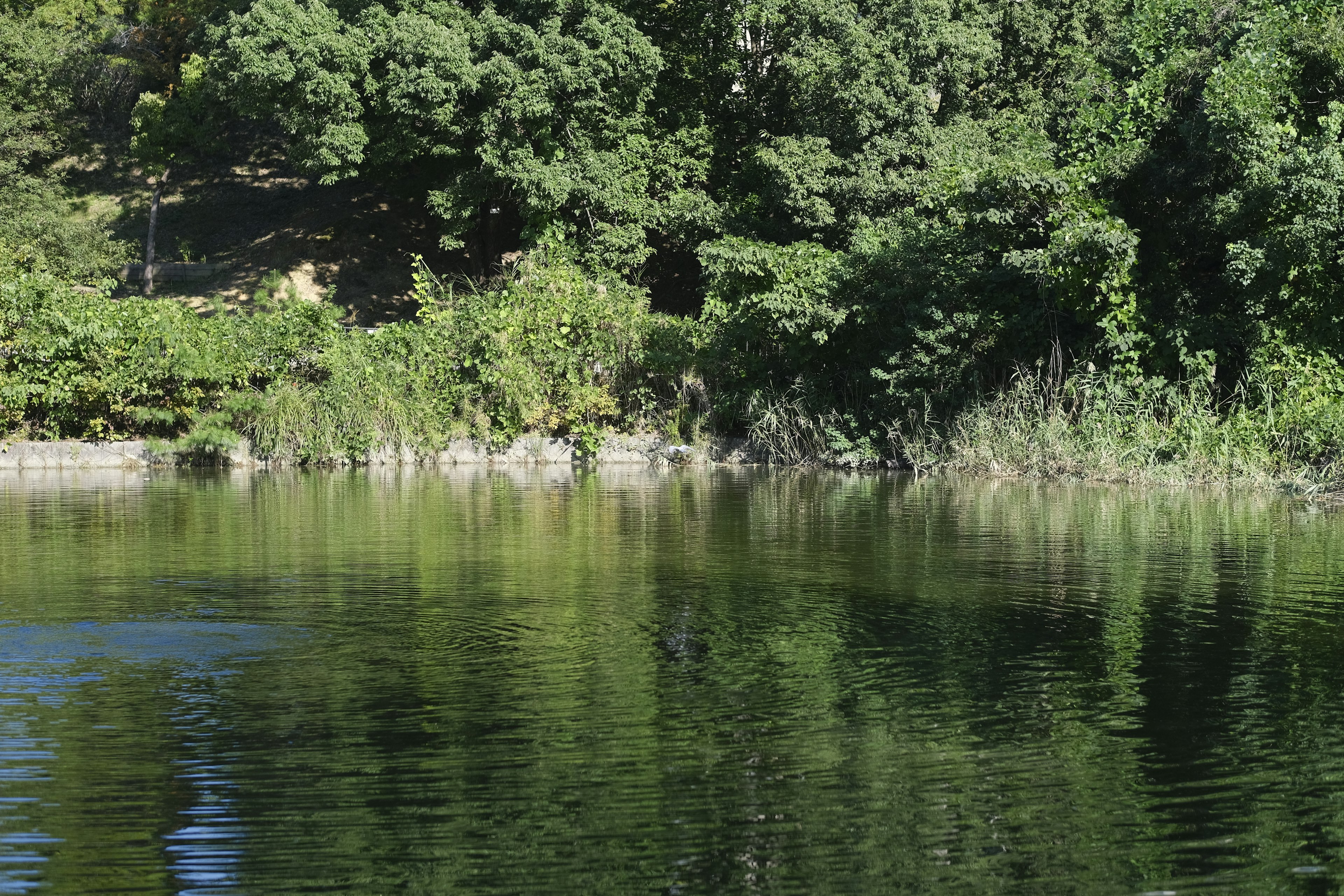 Vista serena del lago con una vegetazione lussureggiante riflessa sulla superficie dell'acqua