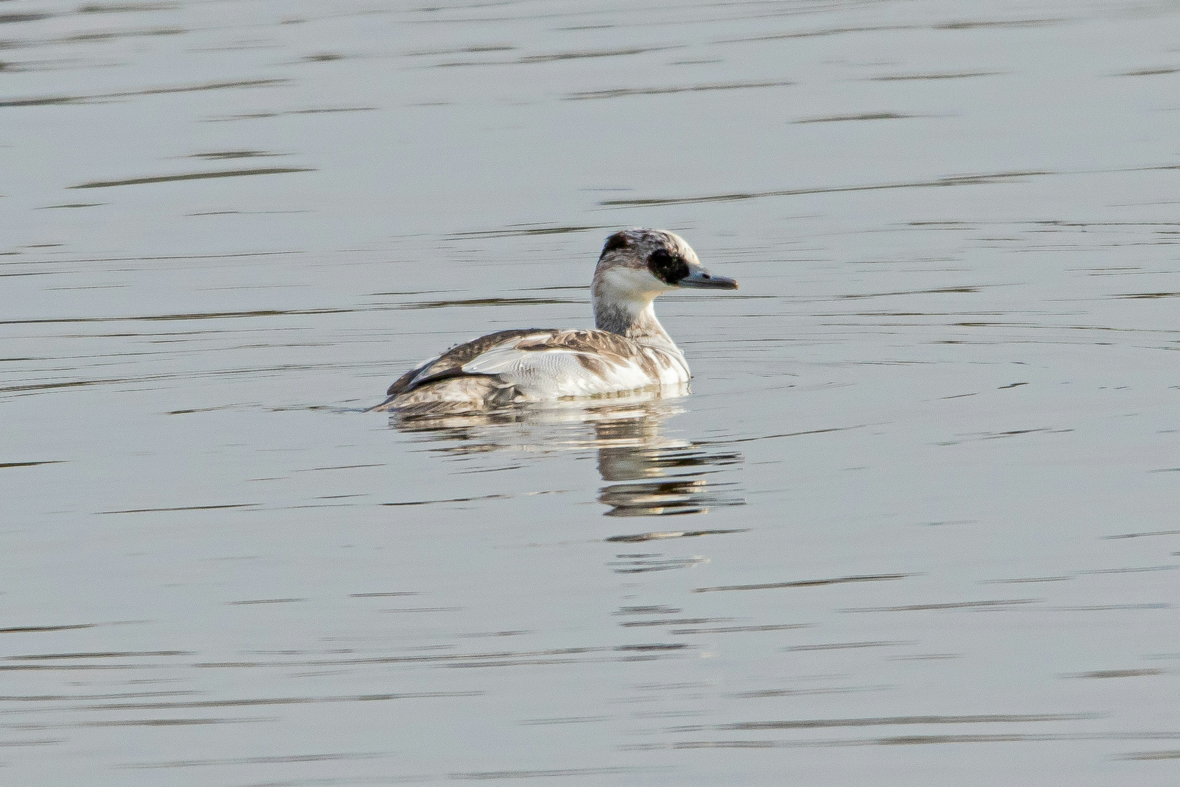 Grauer Wasservogel, der auf der Wasseroberfläche schwimmt