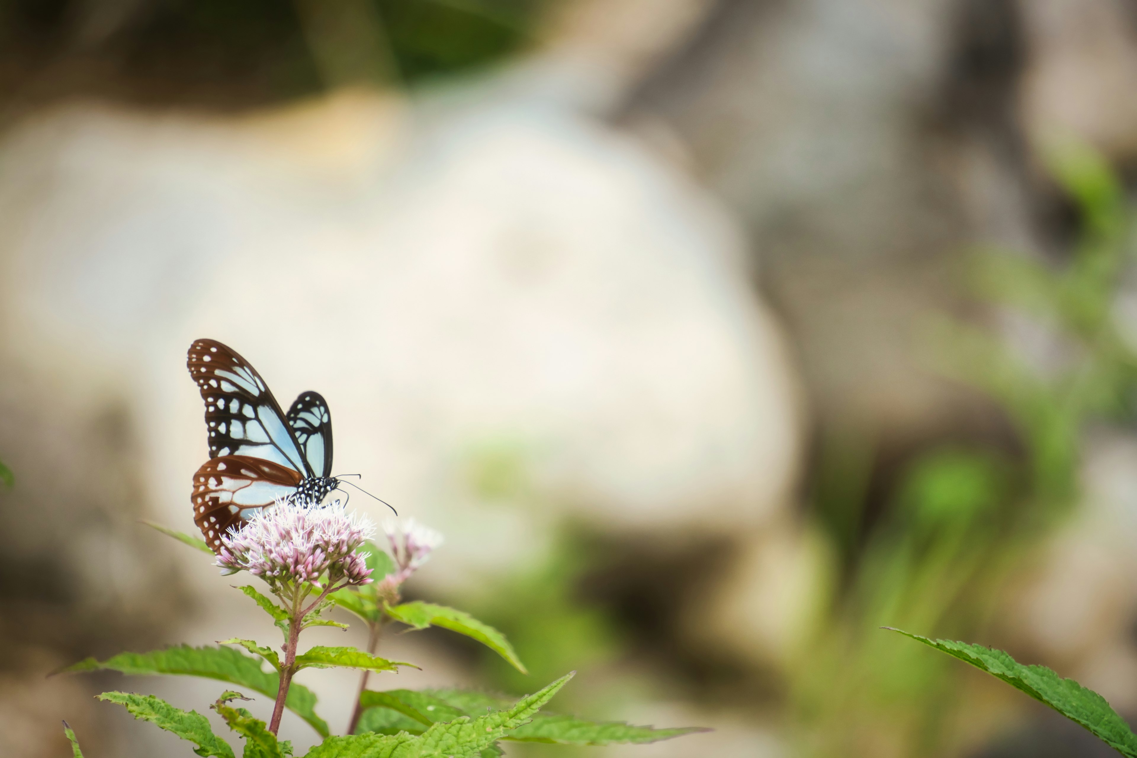 Una farfalla con ali blu che si posa su un fiore con uno sfondo di pietra sfocato