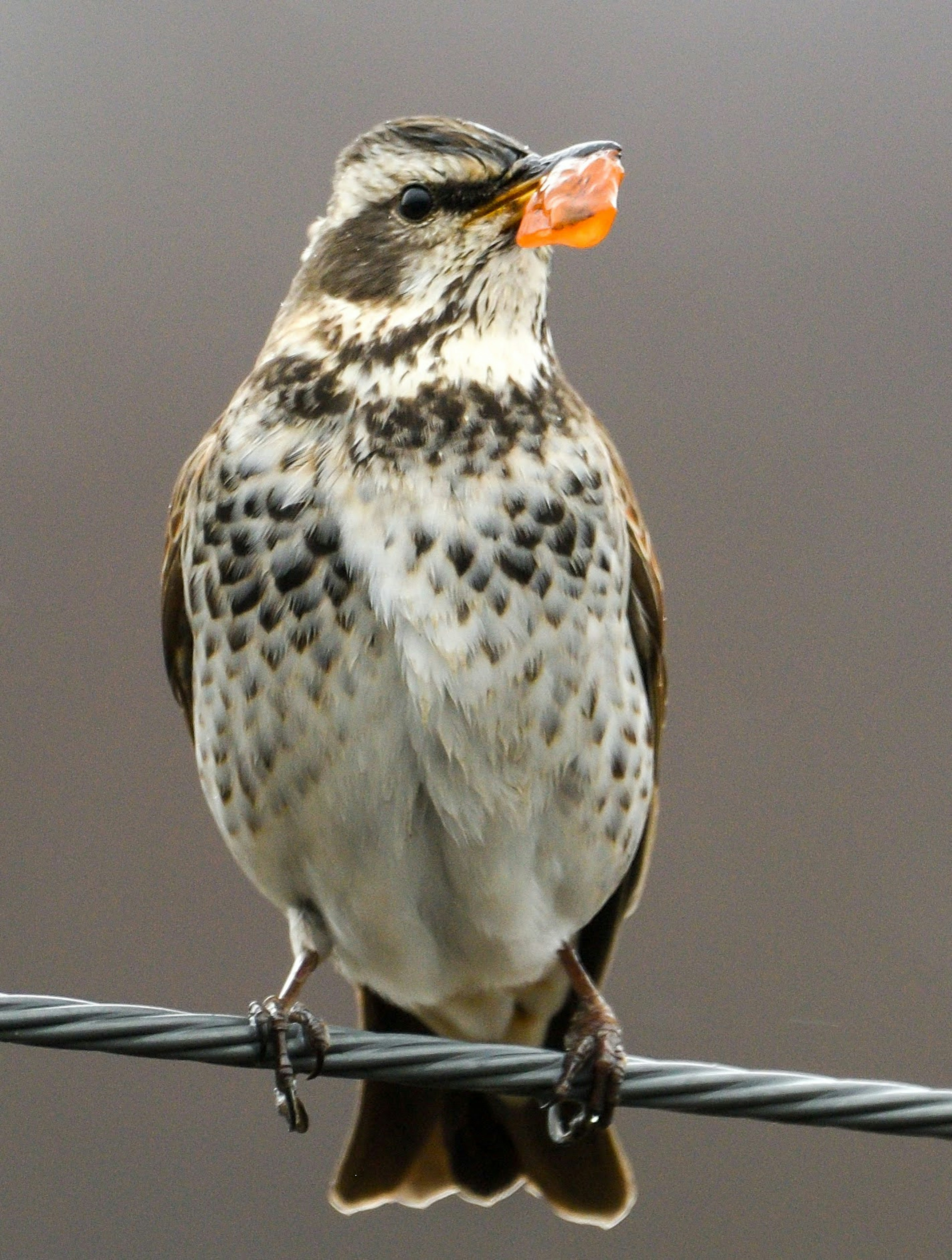 オレンジの食べ物をくわえた鳥が電線に止まっている