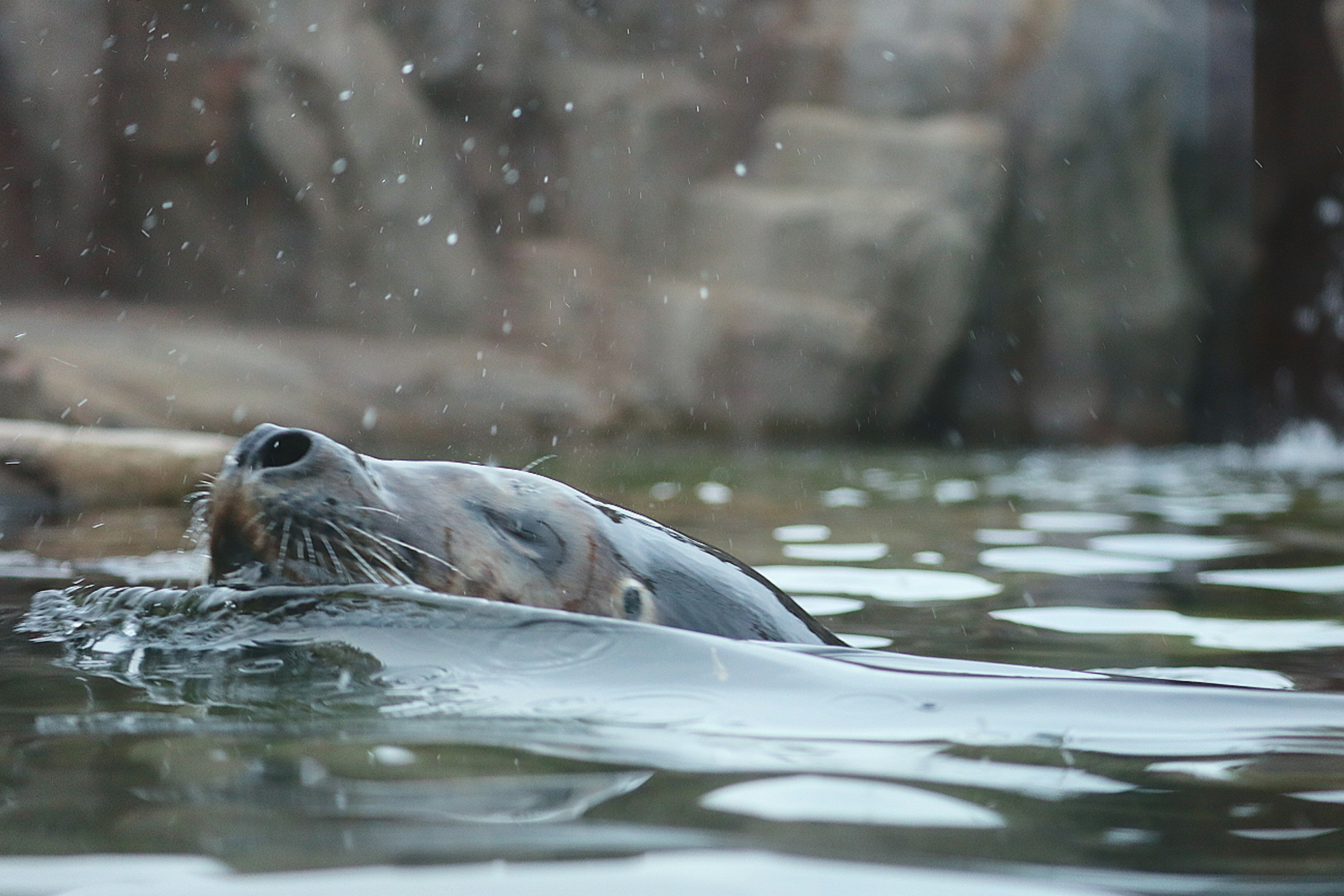 Cara de foca rompiendo la superficie del agua con salpicaduras