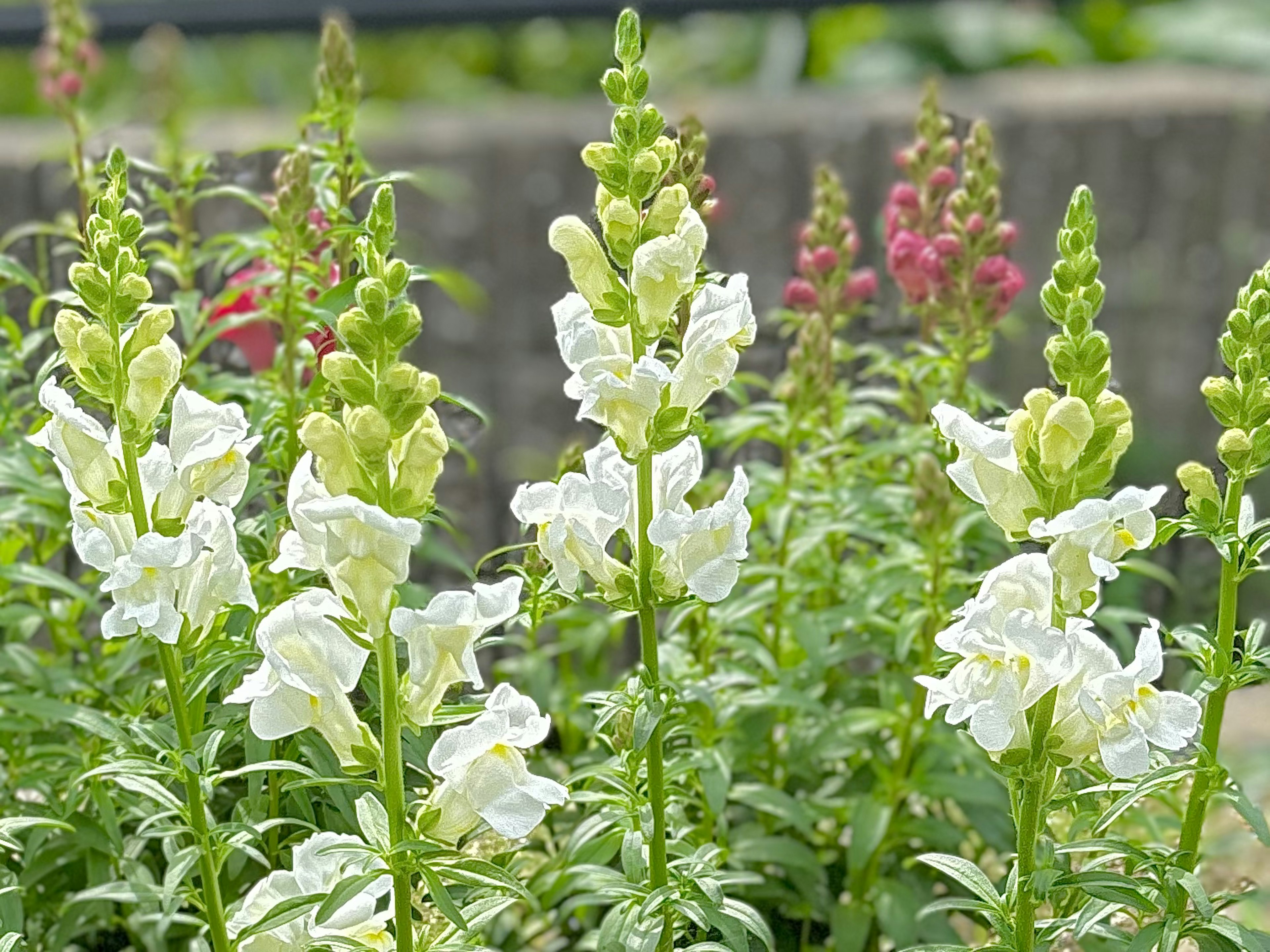 Fiori di bocca di leone bianchi con foglie verdi in un giardino