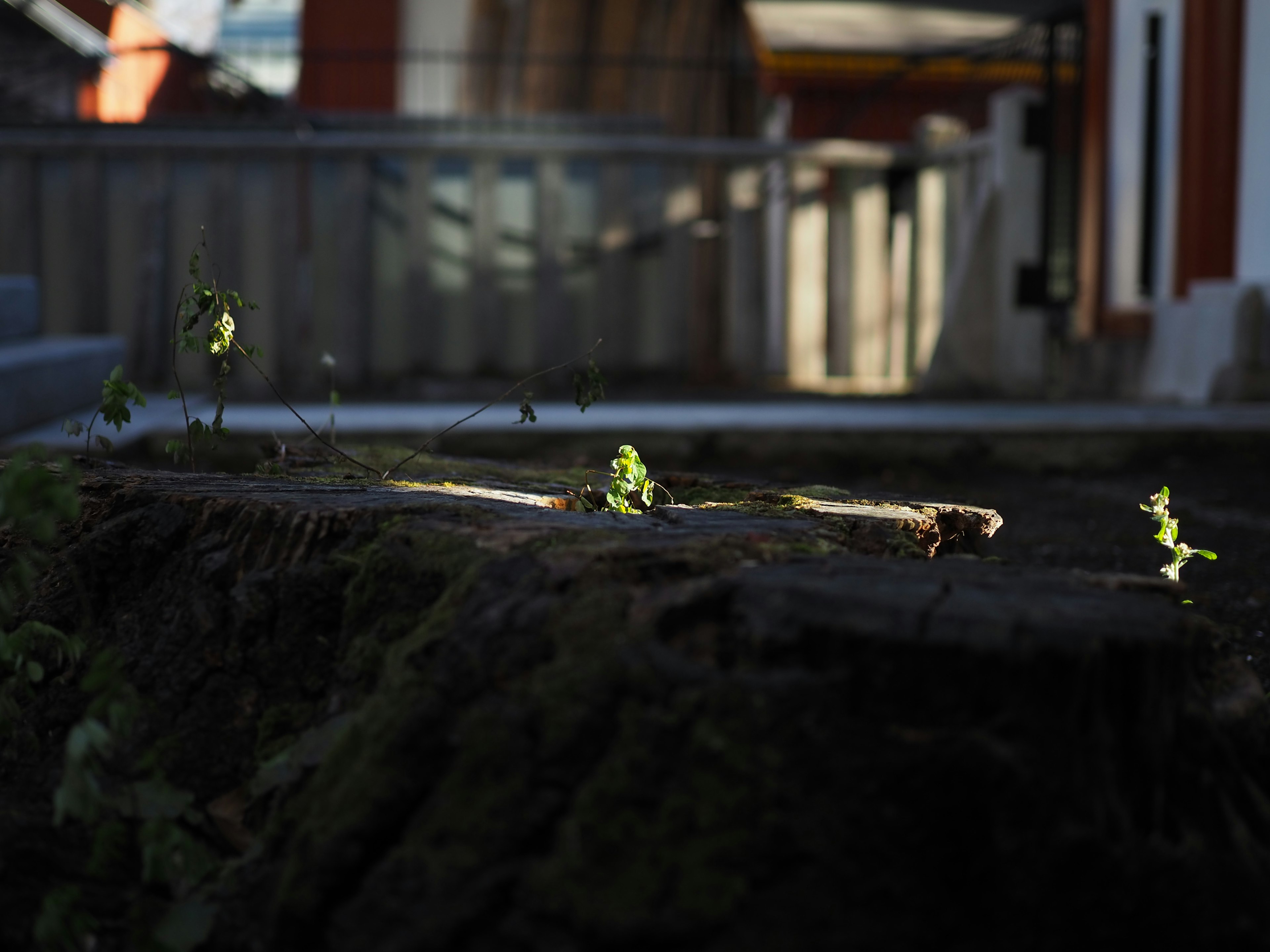 切り株の上に芽生えた緑の葉と背景のぼやけた建物