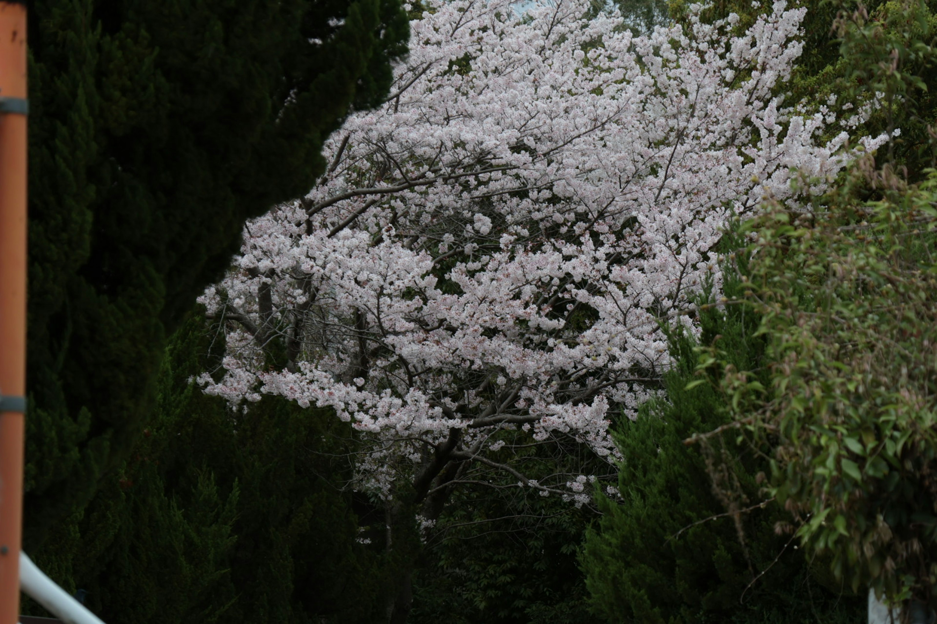 Pohon sakura yang sedang berbunga dikelilingi oleh dedaunan hijau