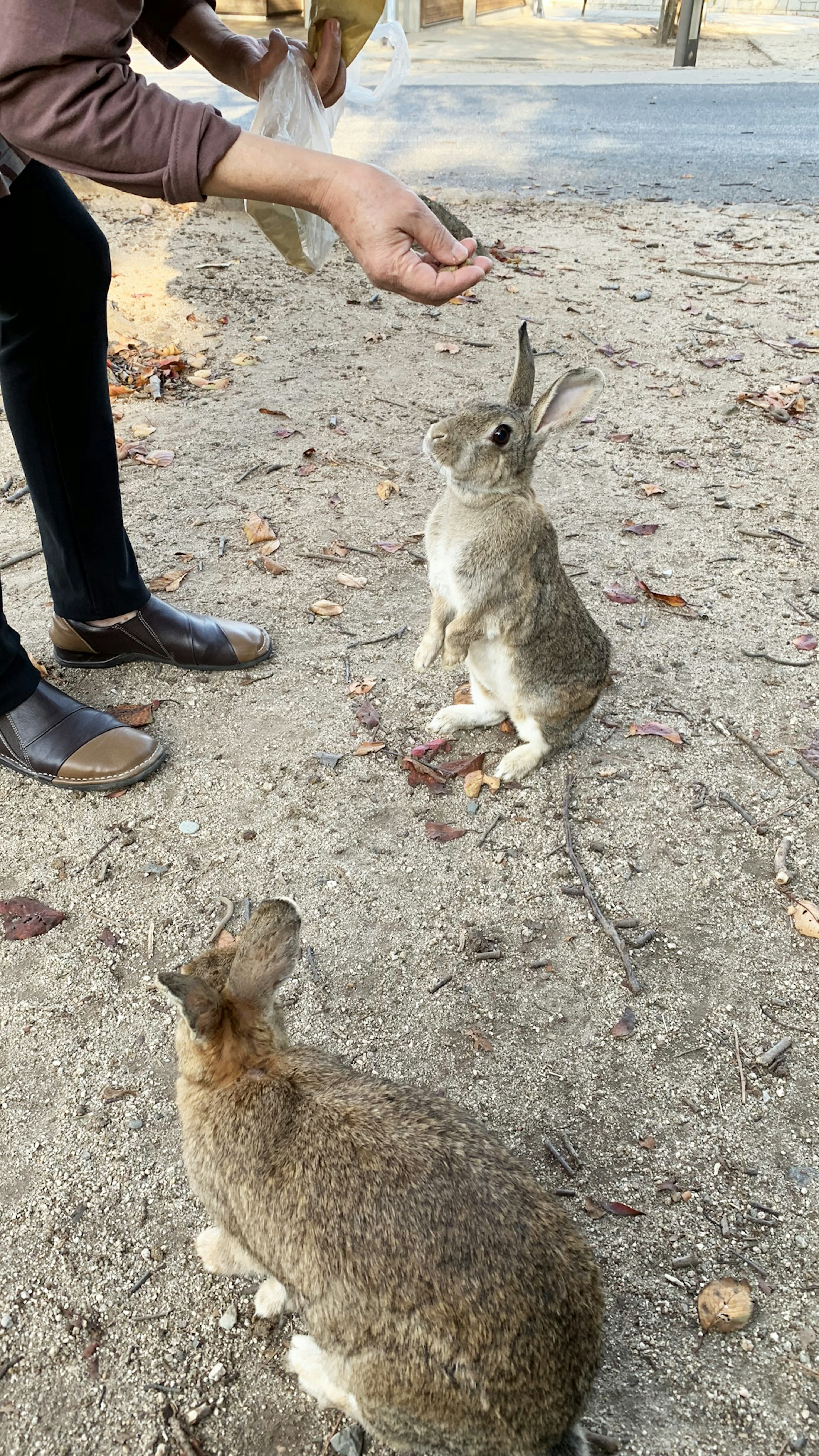 人が二匹のウサギに餌を与えているシーン