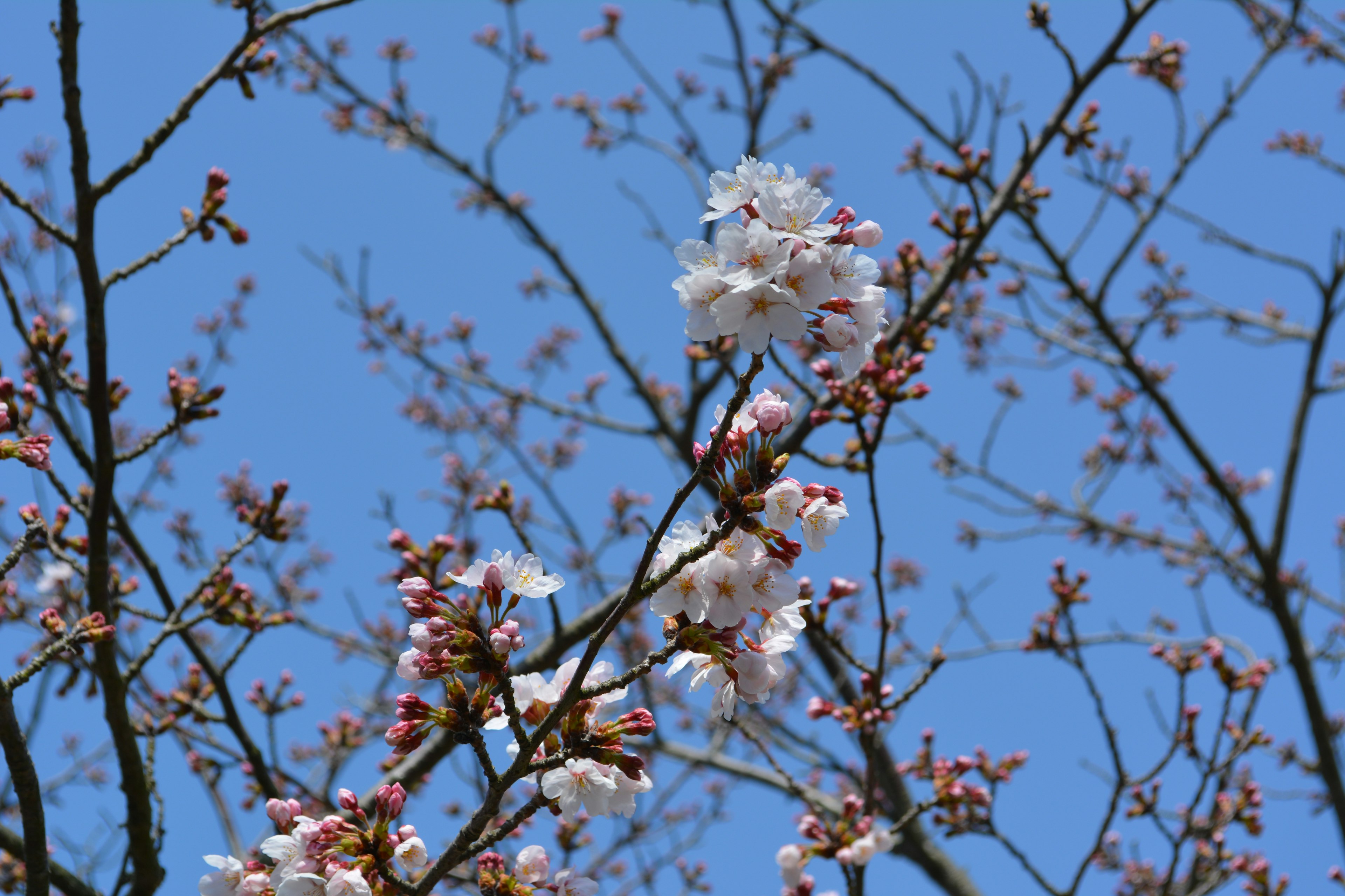 Rami di ciliegio con gemme rosa e fiori bianchi contro un cielo blu