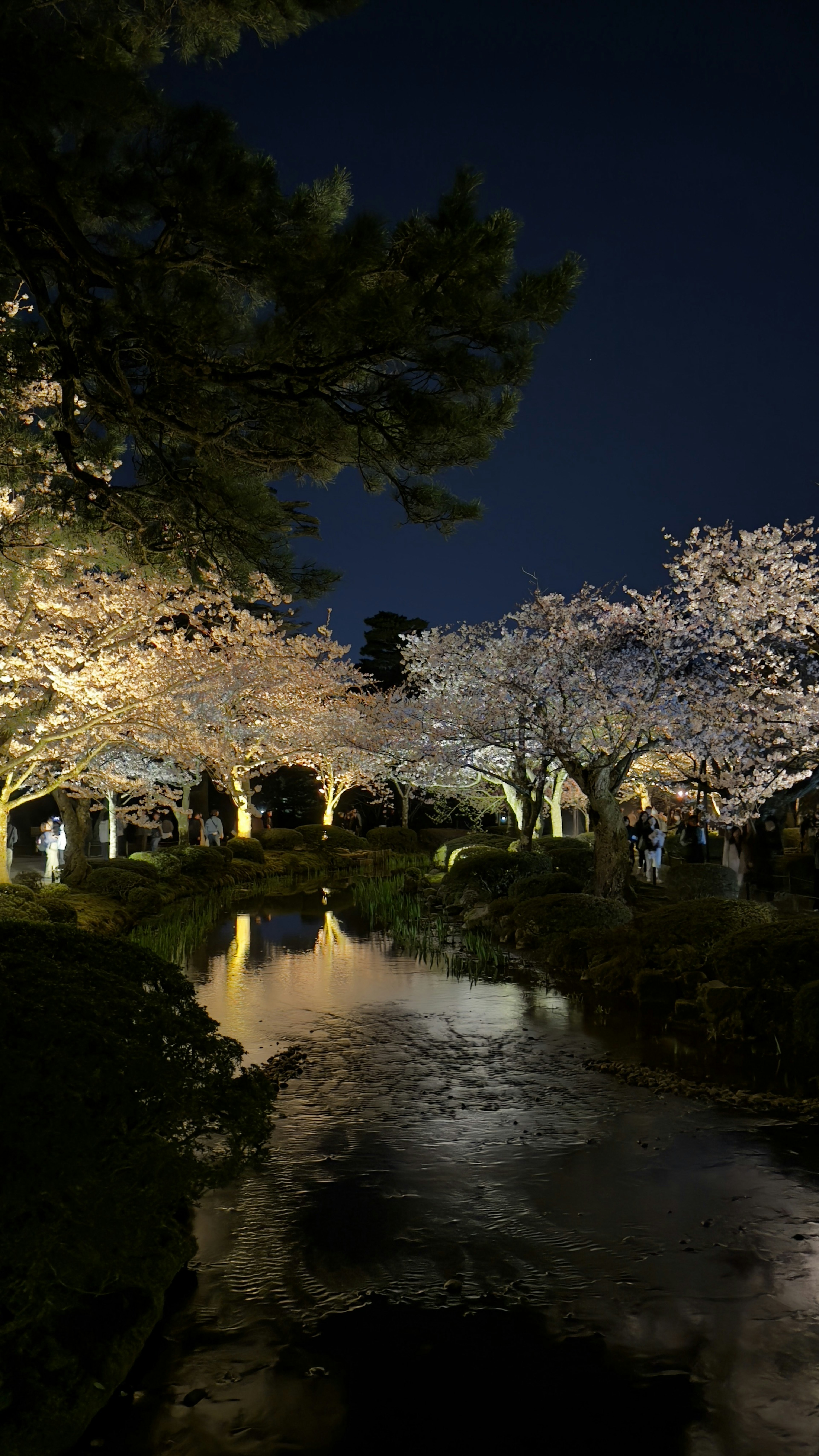 夜の桜の木と池の美しい景色