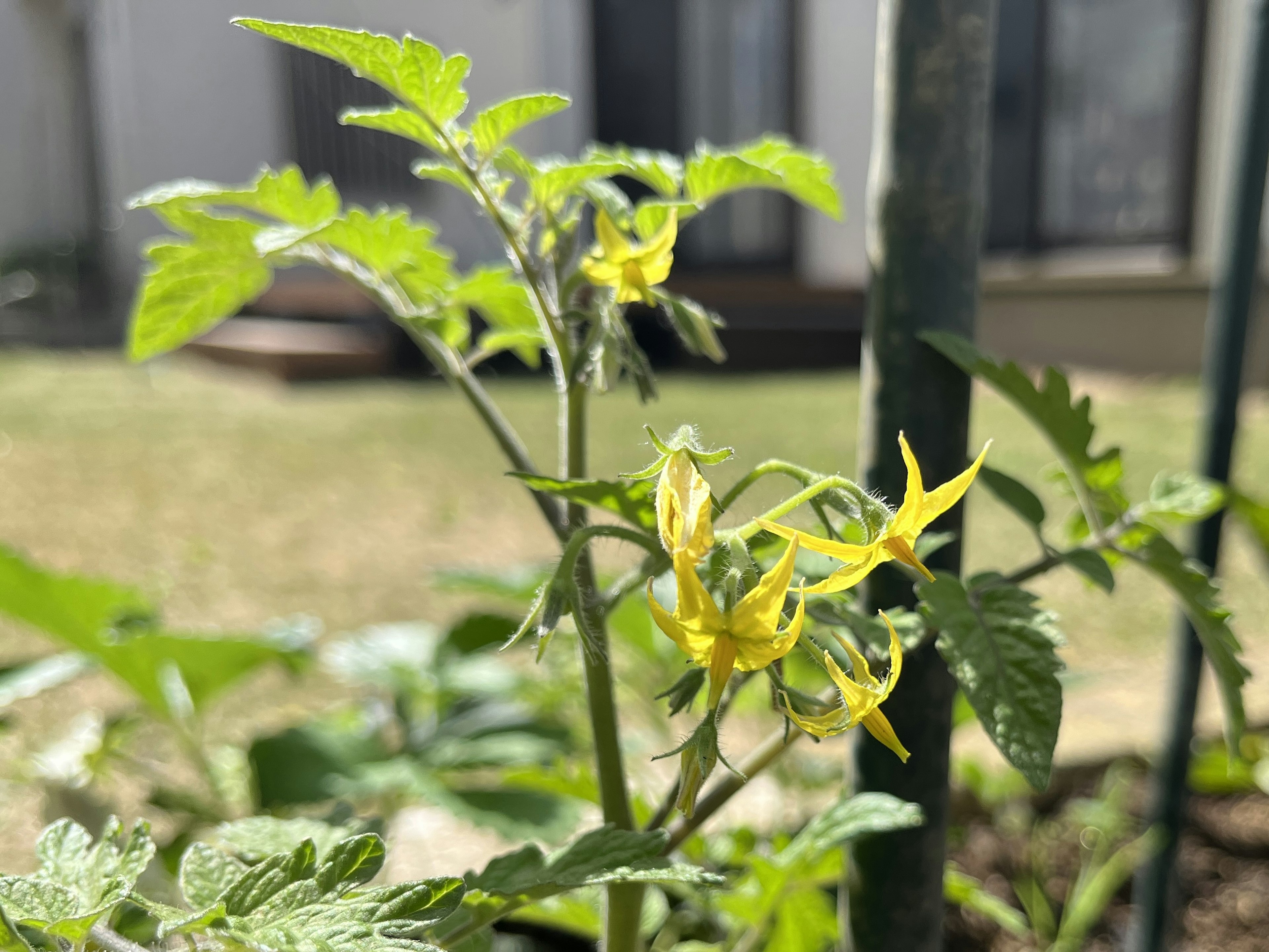 Nahaufnahme von Tomatenblüten und -blättern, die in einem Garten wachsen