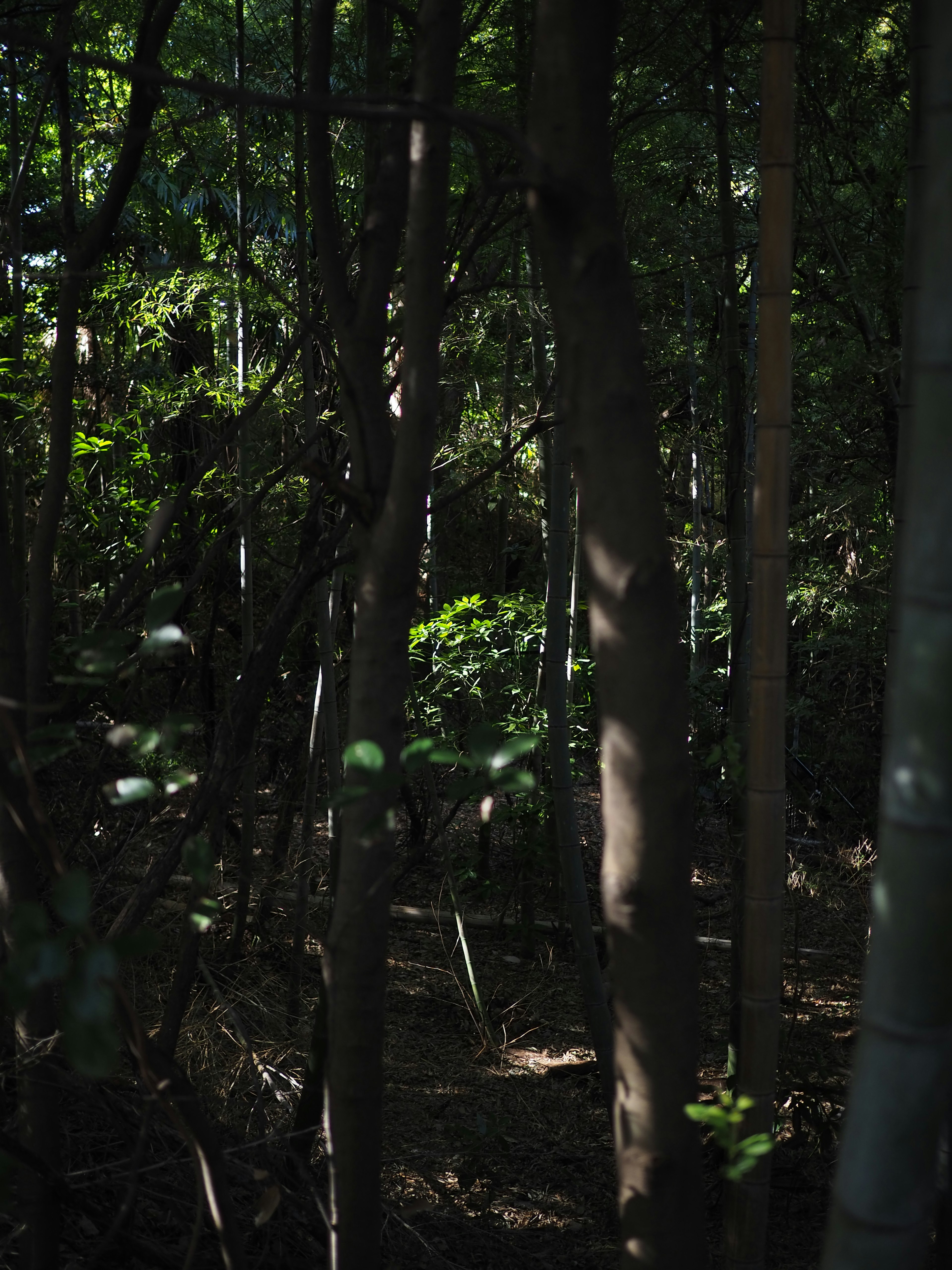 Shadows of trees and green leaves in a dark forest