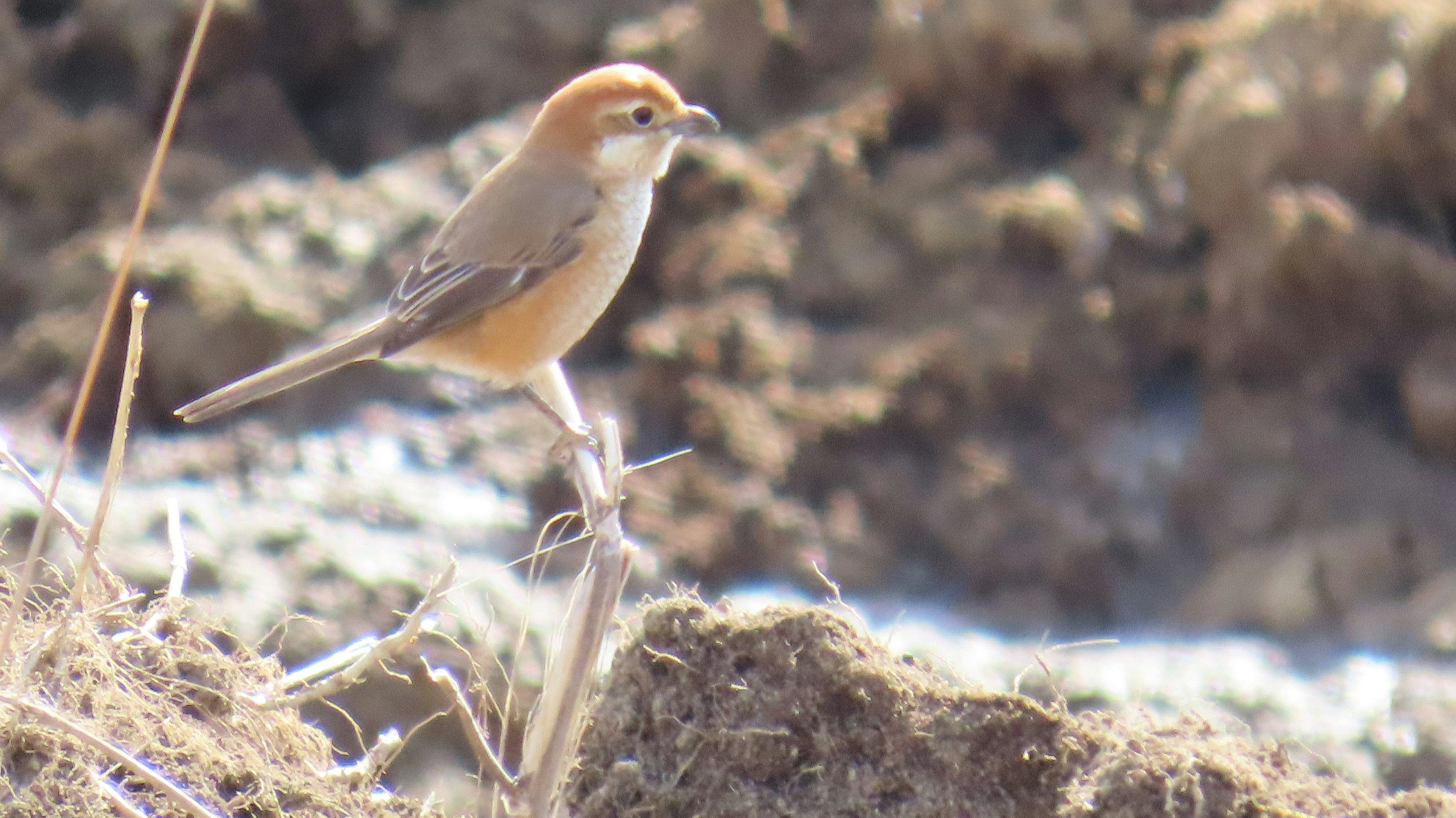 Acercamiento de un pequeño pájaro marrón en pie sobre la hierba