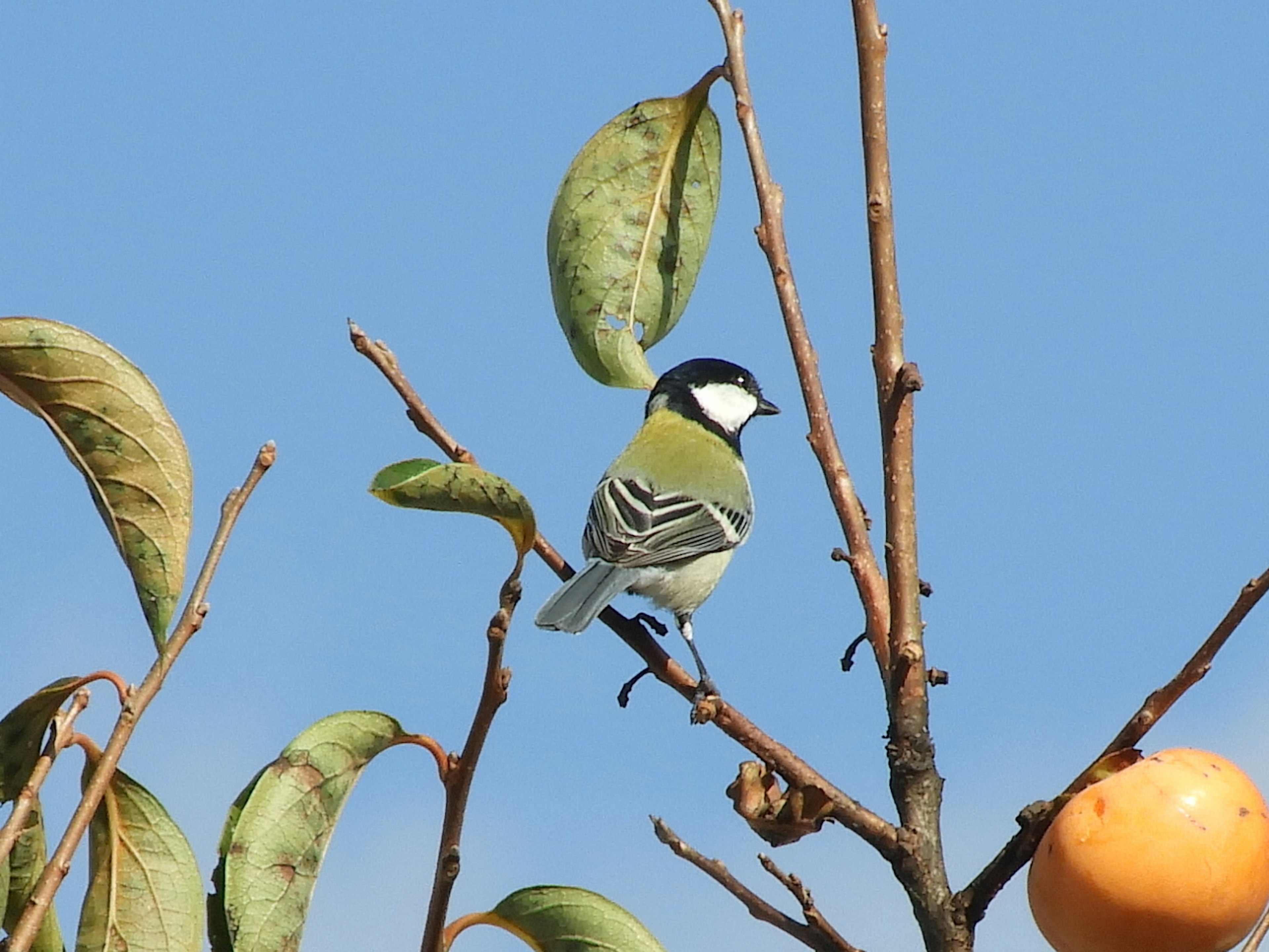 Pájaro carbonero posado en una rama con fruta naranja contra un cielo azul