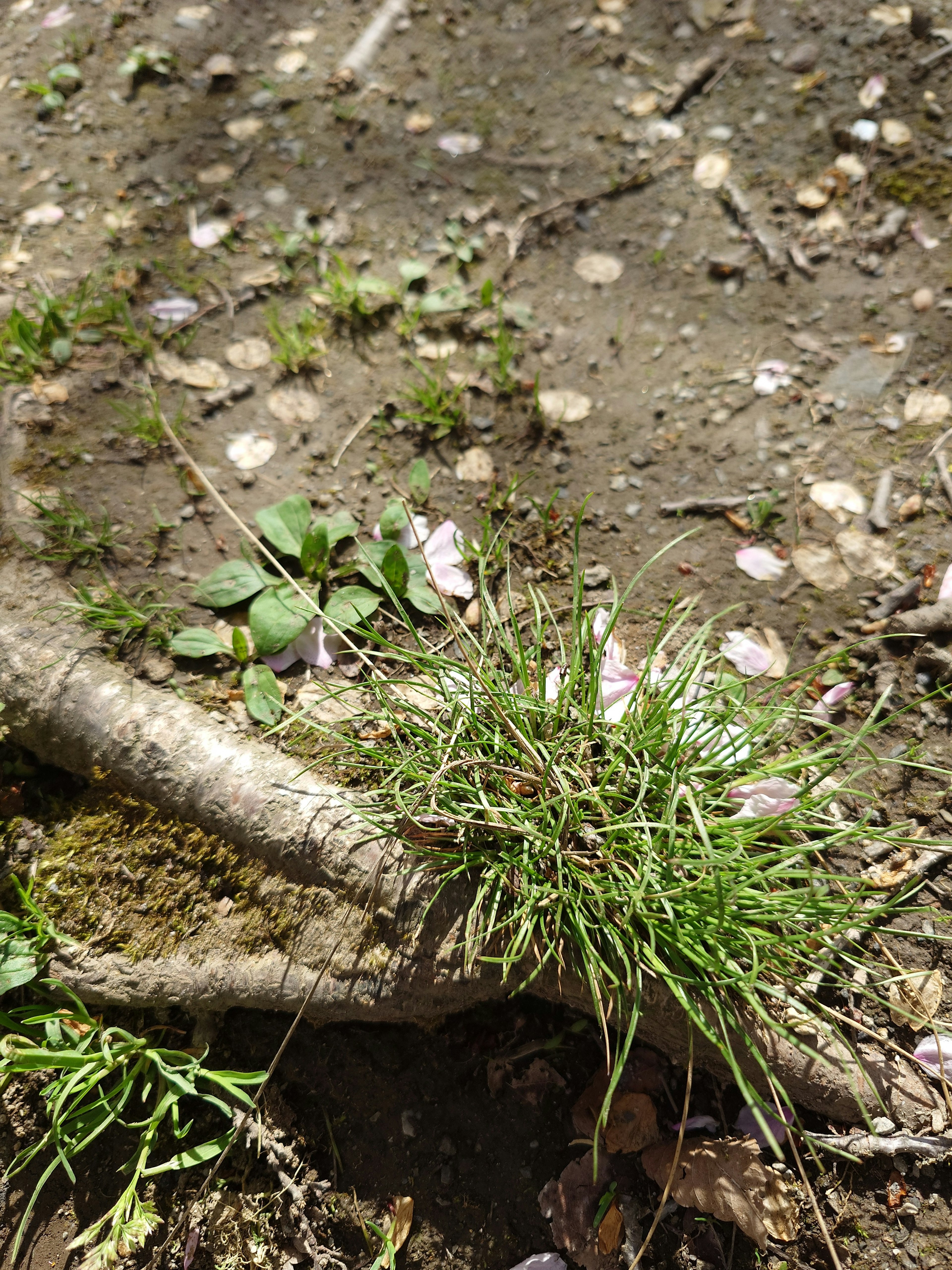 Hierba verde creciendo en el suelo con pequeños pétalos de flores