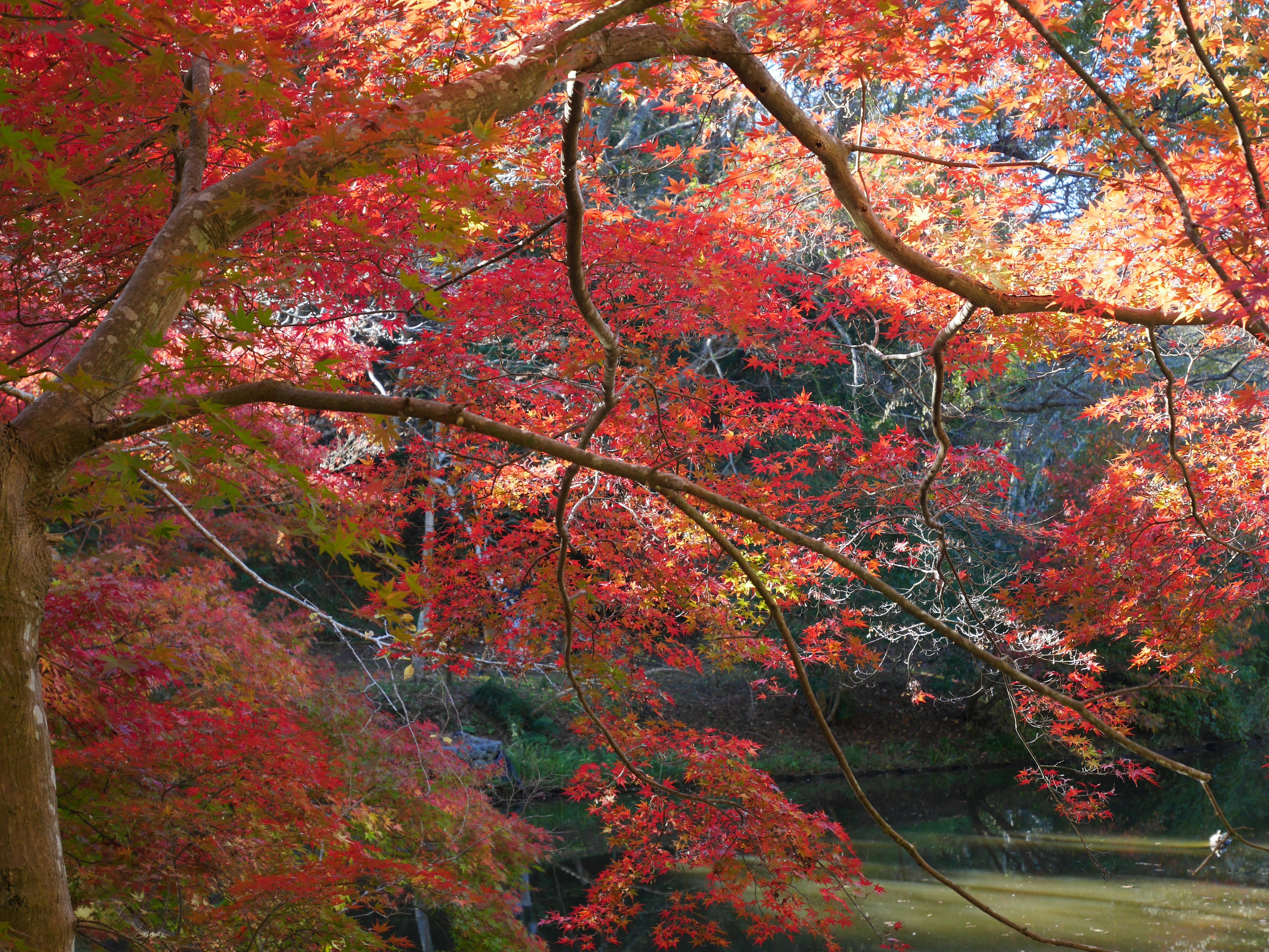 Feuillage d'automne vibrant avec des feuilles rouges et orange entourant un étang serein