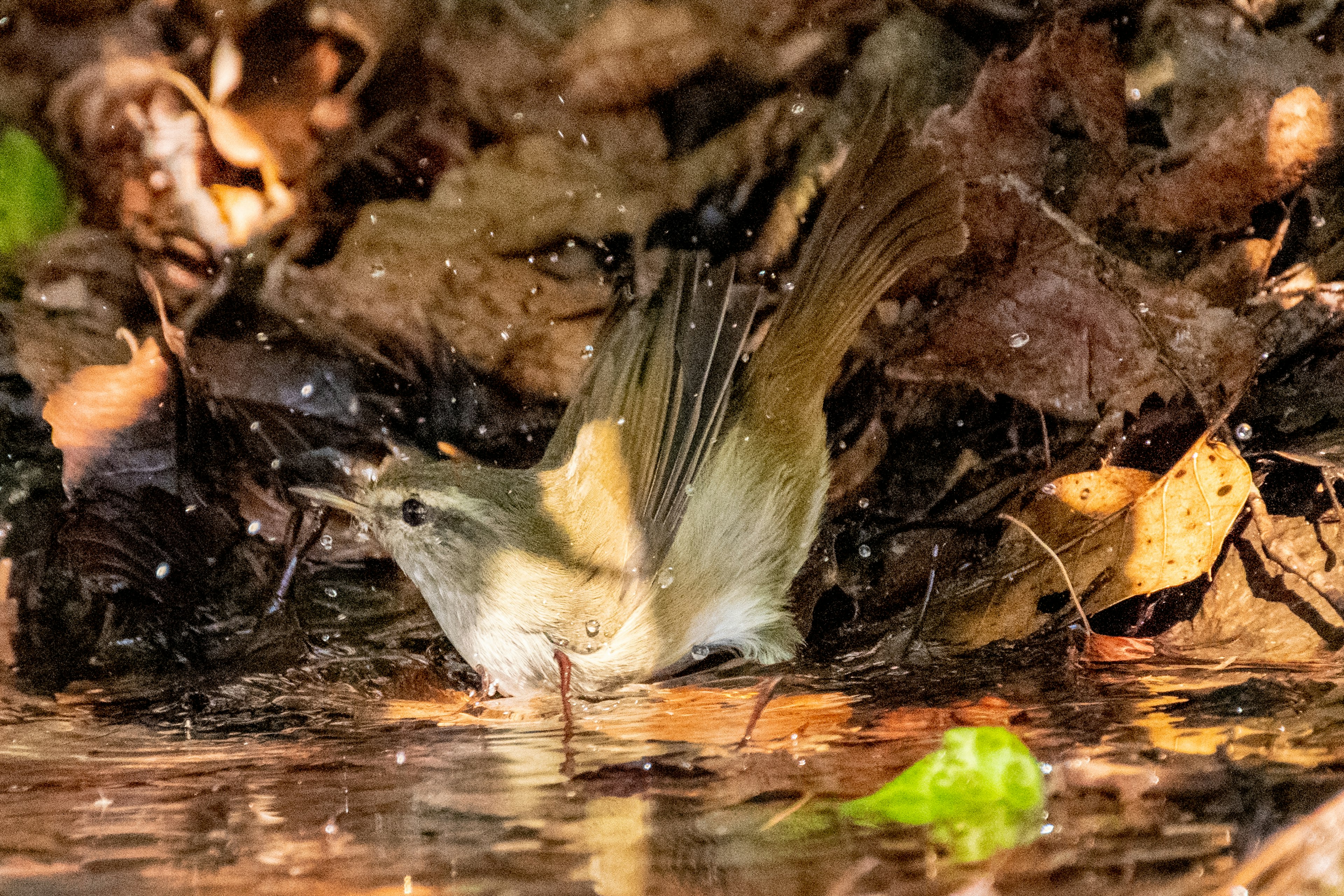 Ein kleiner Vogel, der seine Flügel am Wasser ausbreitet, umgeben von Blättern