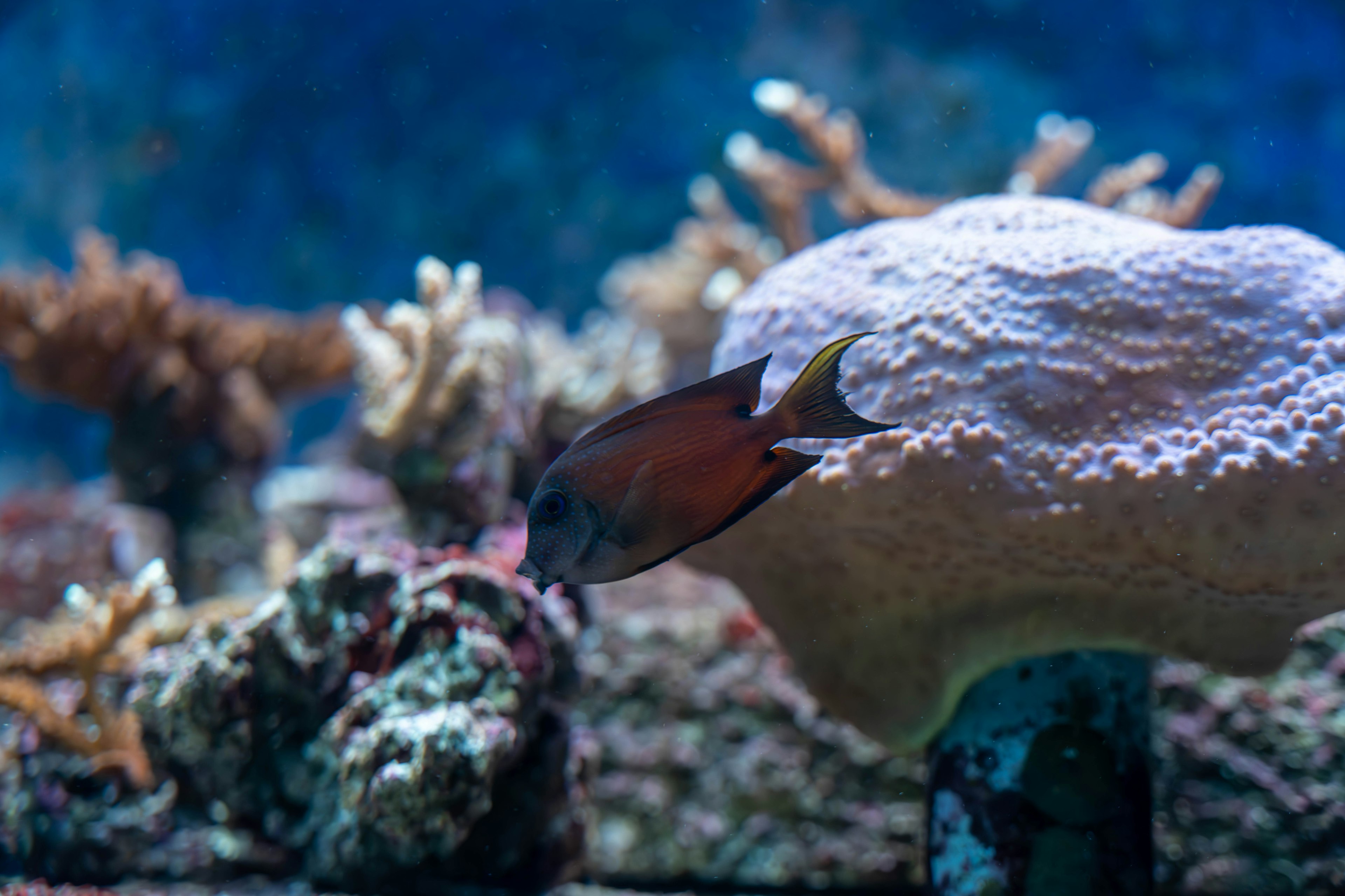 Ein Fisch schwimmt in einer blauen Unterwasserlandschaft mit Korallen