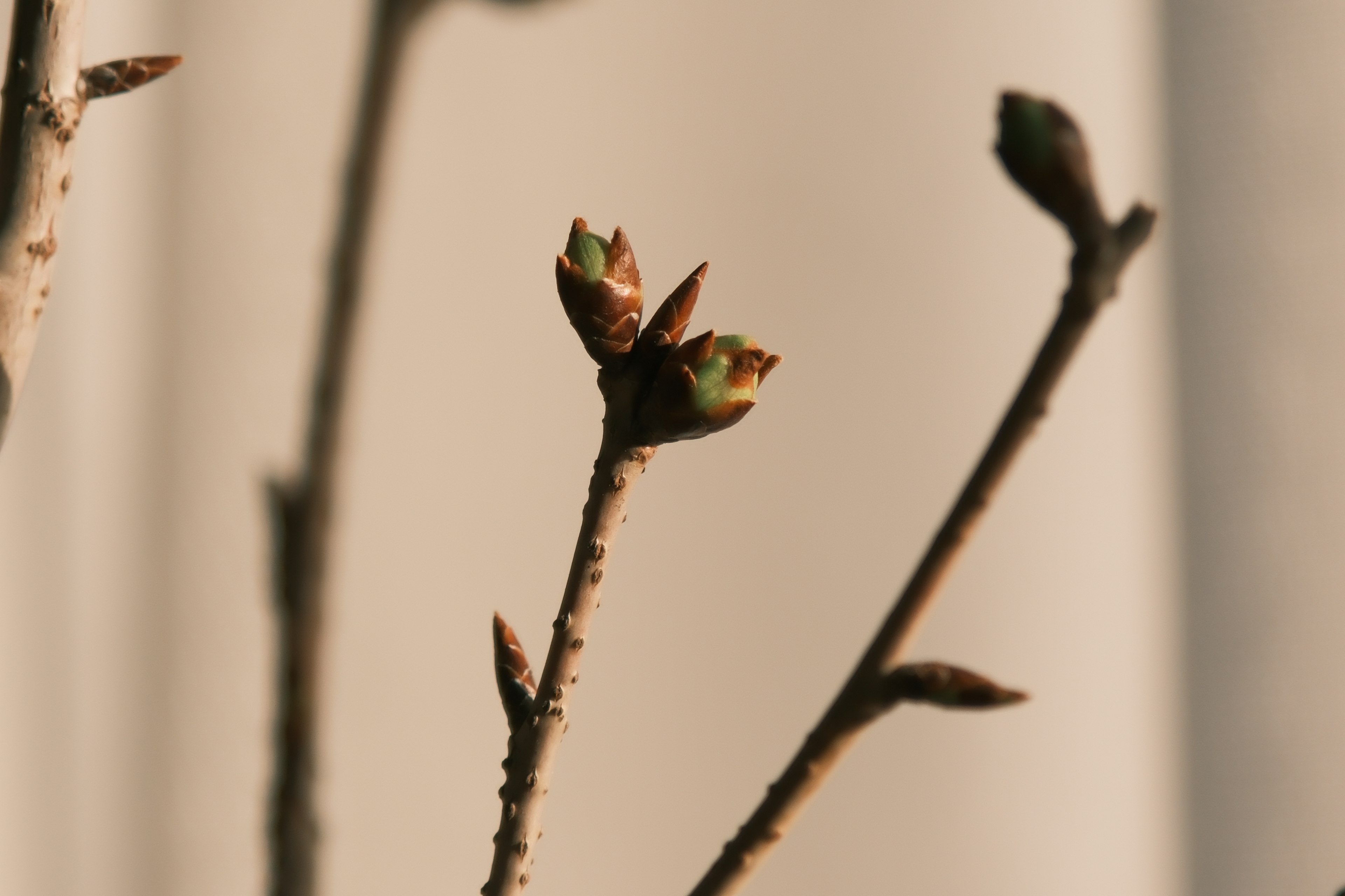 Nahaufnahme eines Zweigs mit Knospen