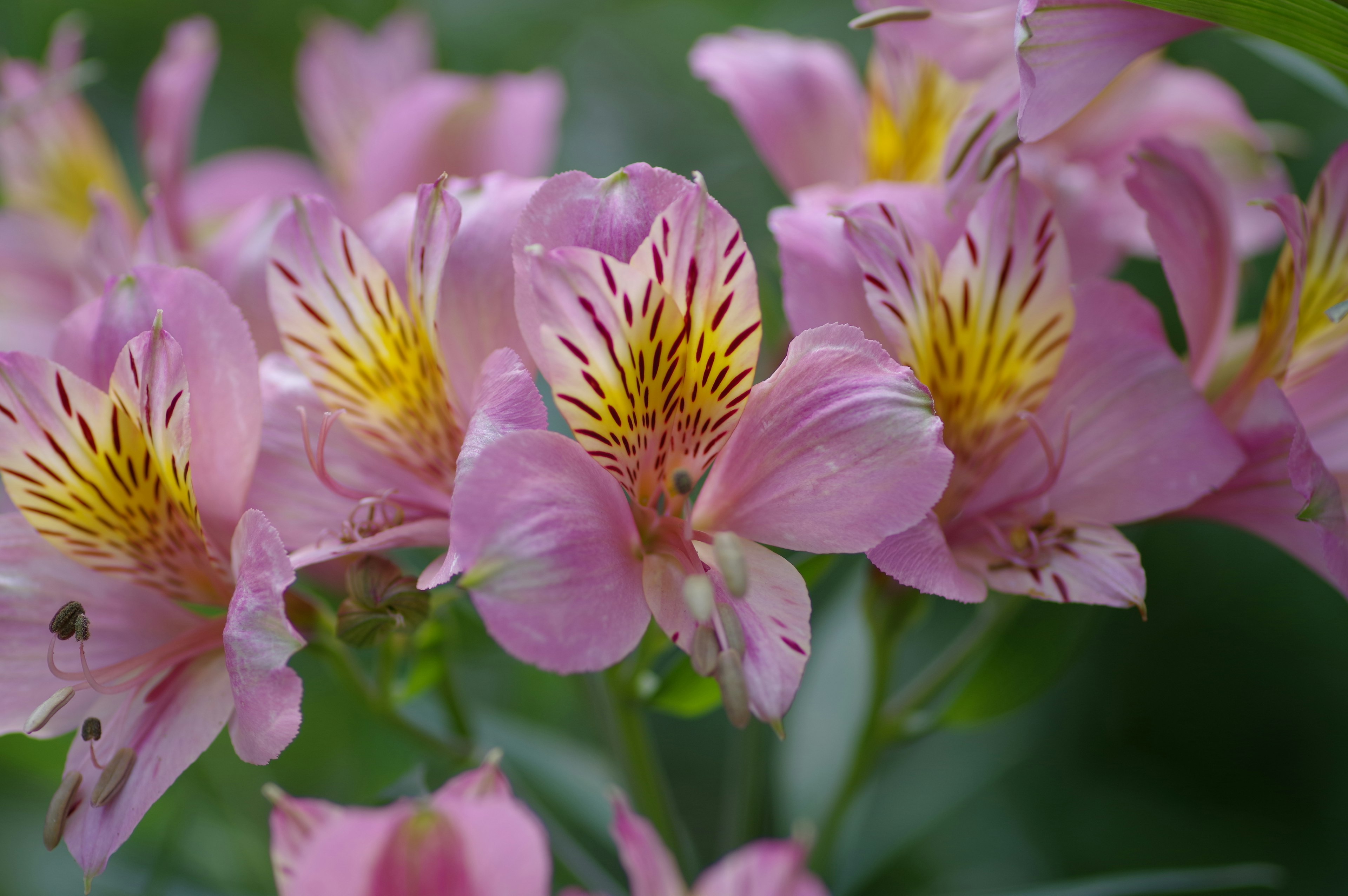 Kedekatan bunga Alstroemeria merah muda dengan tanda kuning