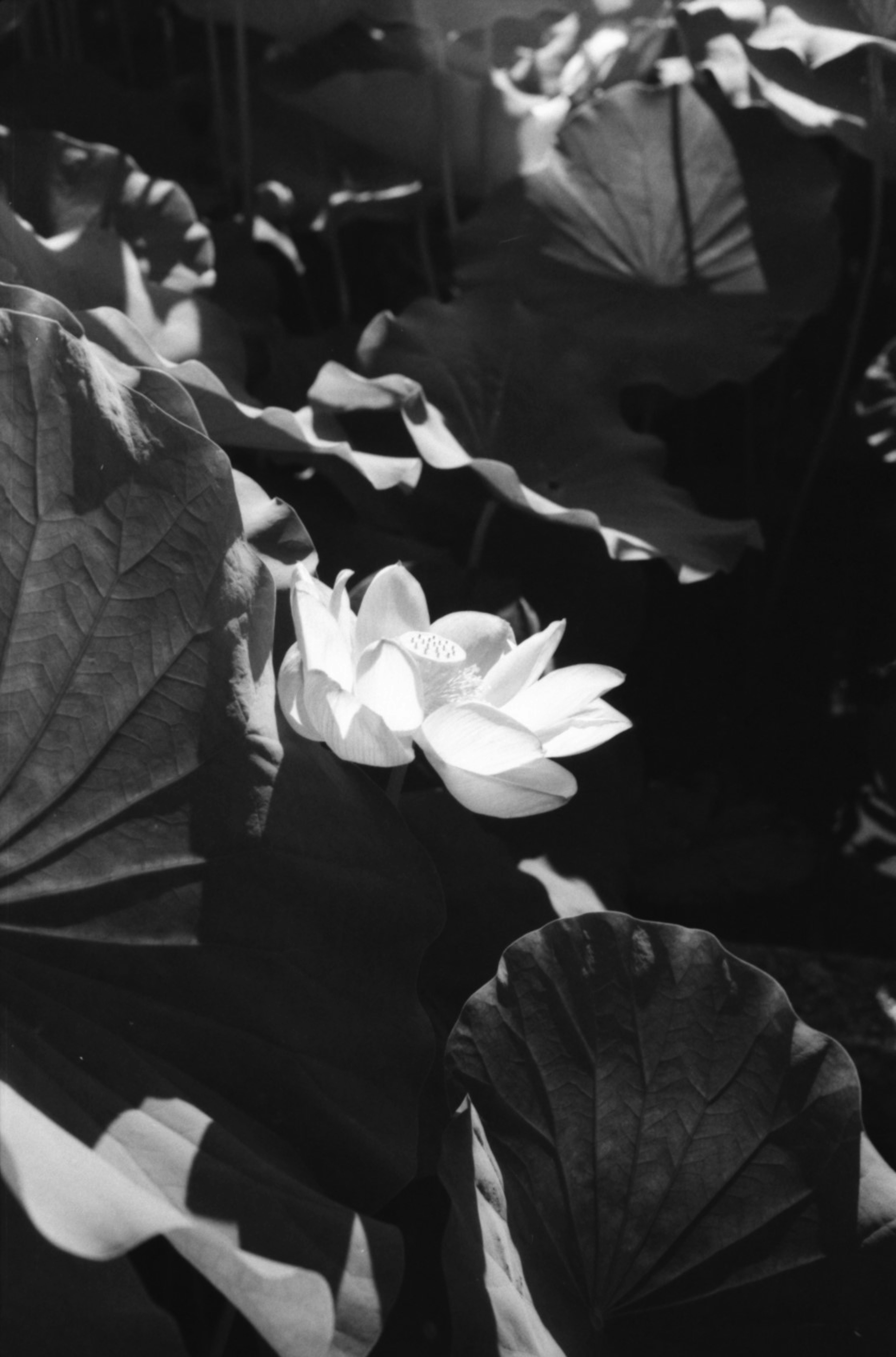 Un nénuphar blanc émergeant parmi des feuilles sombres dans une image monochrome