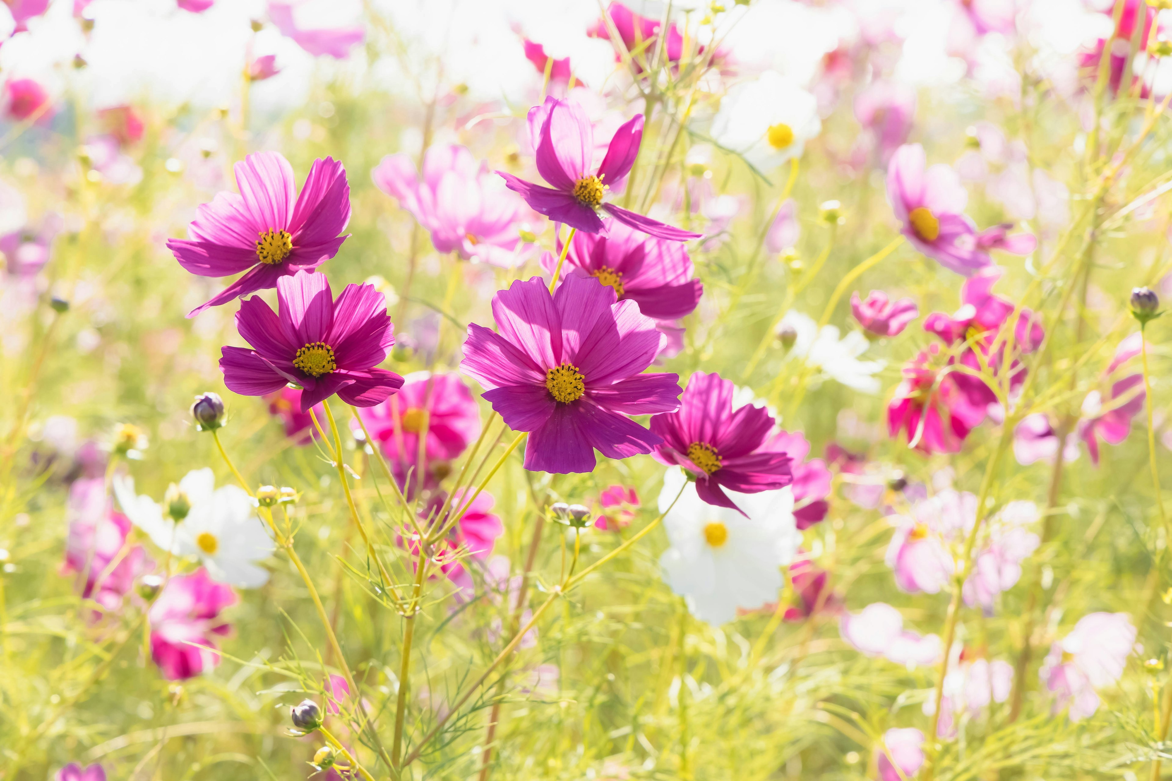 Feld mit blühenden Kosmosblumen in lebhaften Farben