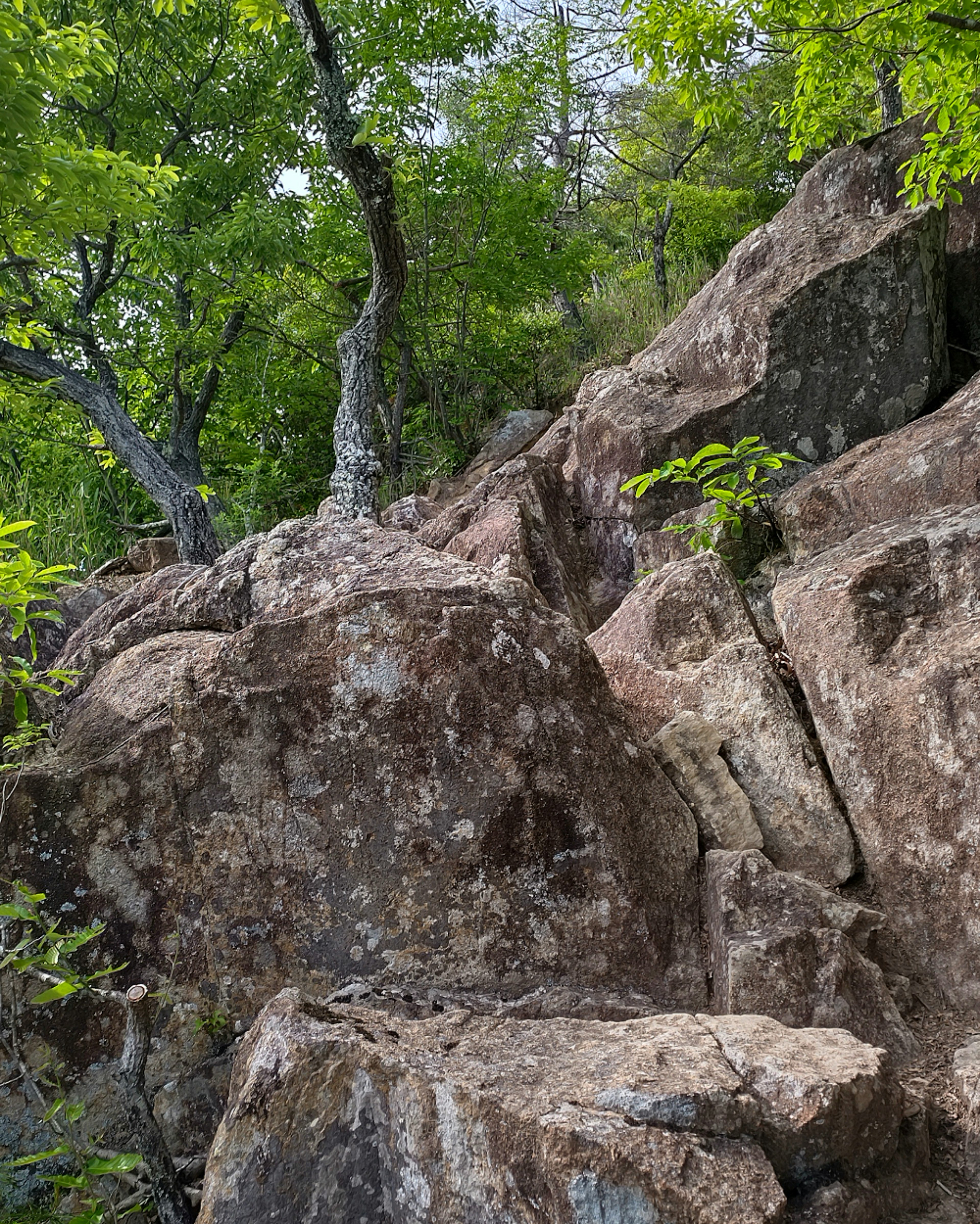 Landschaft mit großen Felsen und grünen Bäumen