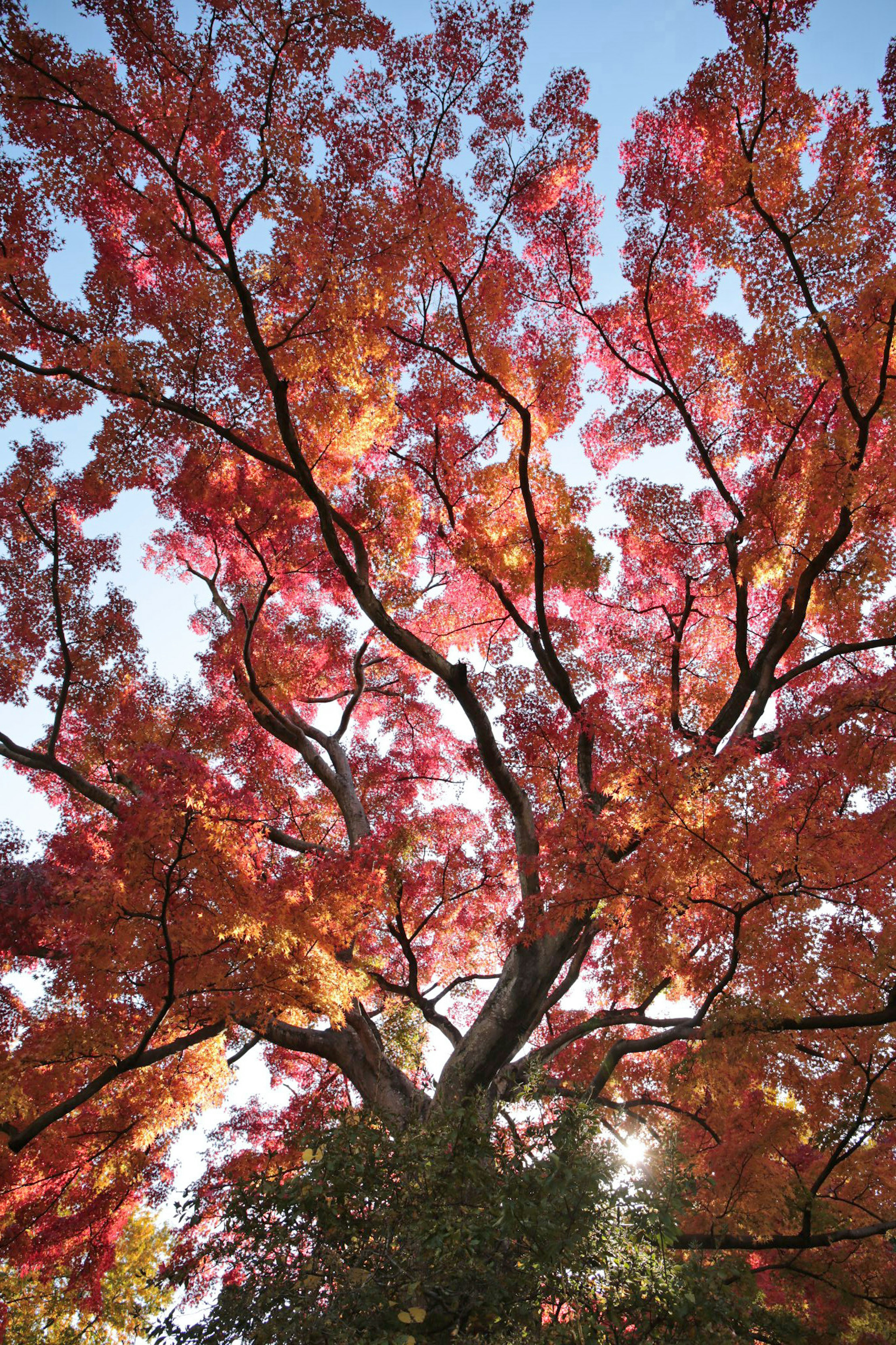 View of an autumn tree with vibrant red and orange leaves