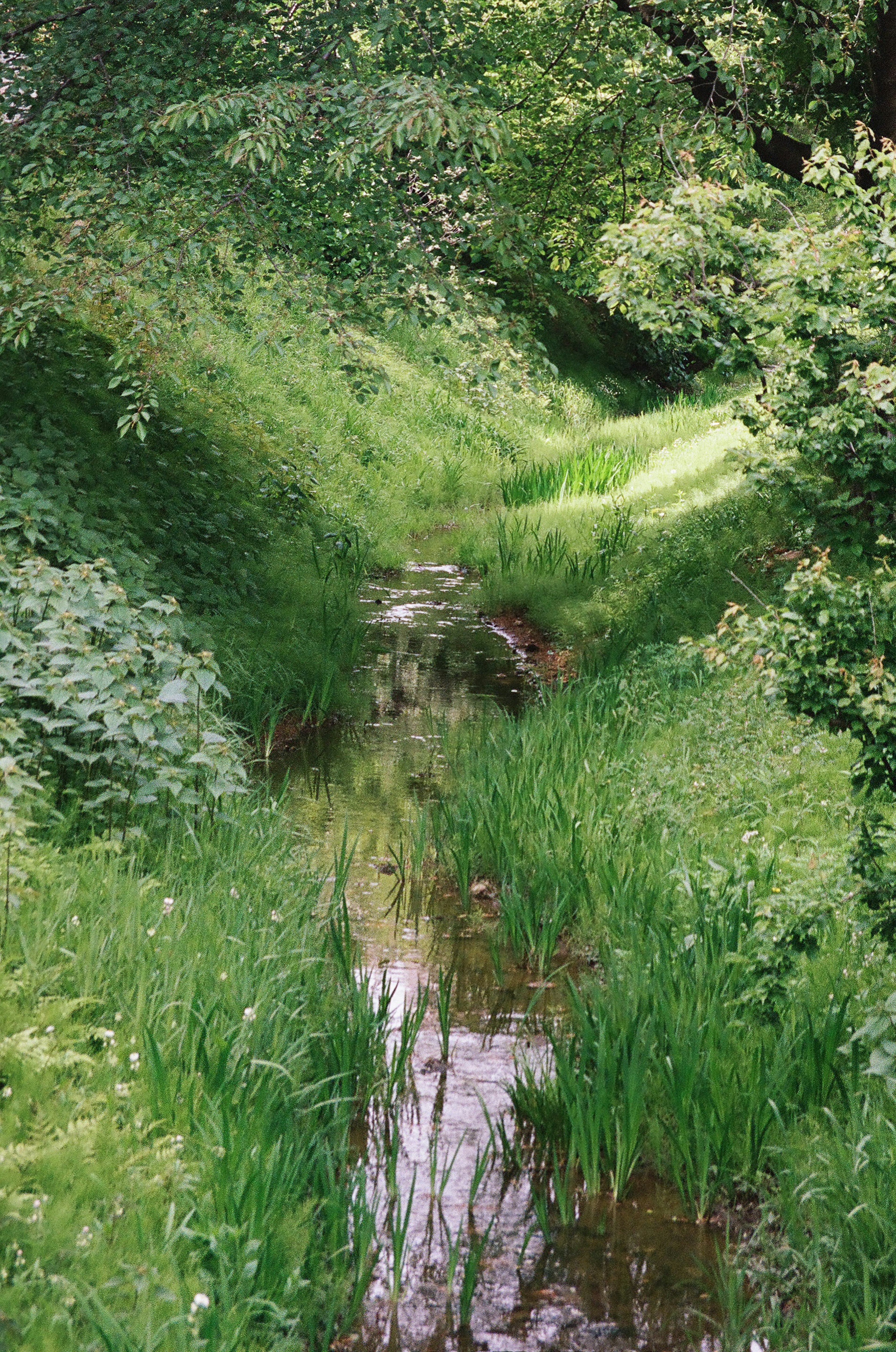 Ein ruhiger Bach, umgeben von üppigem Grün und hohem Gras